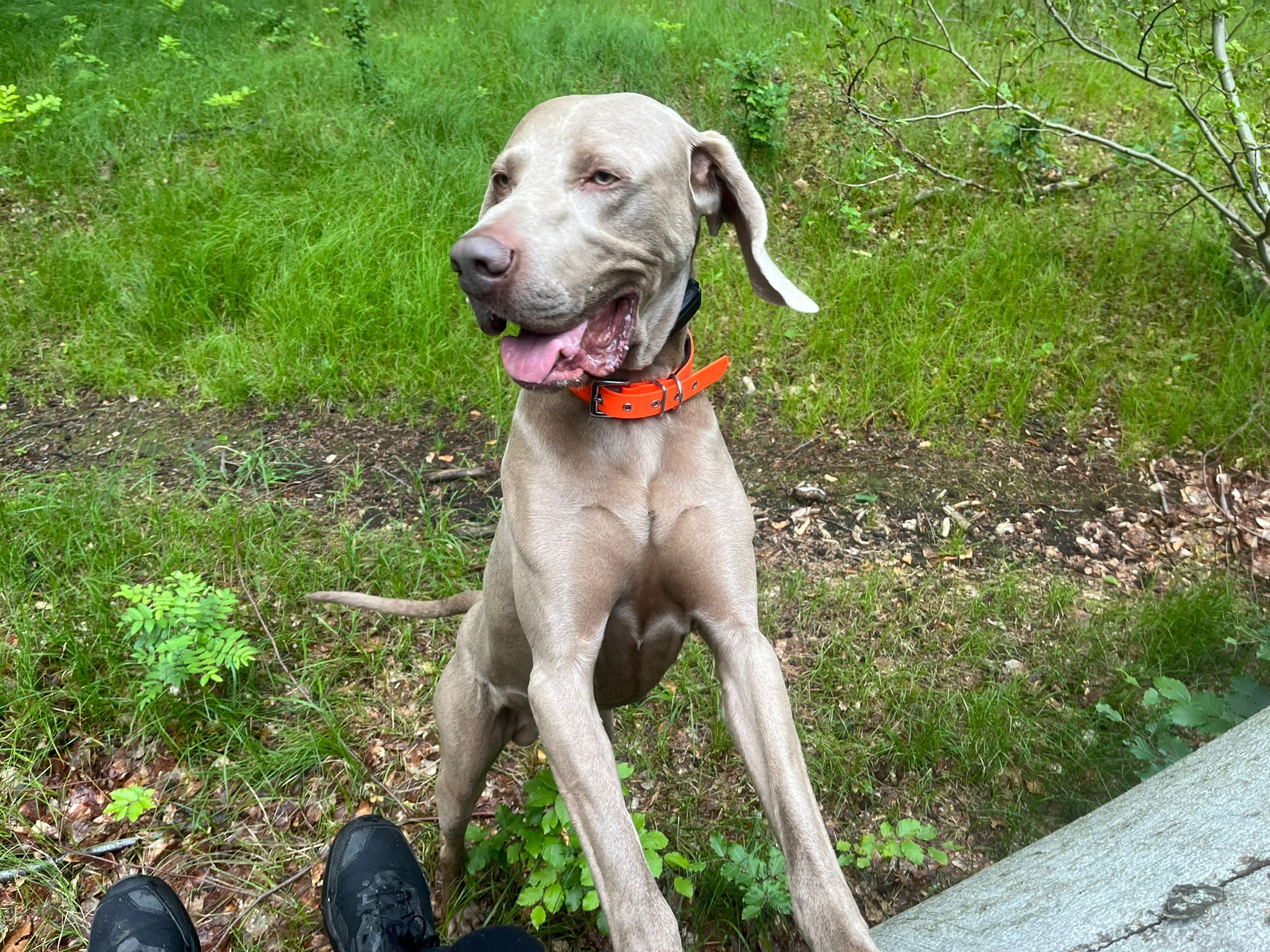 MVDr. Dalibor Ress foto 2