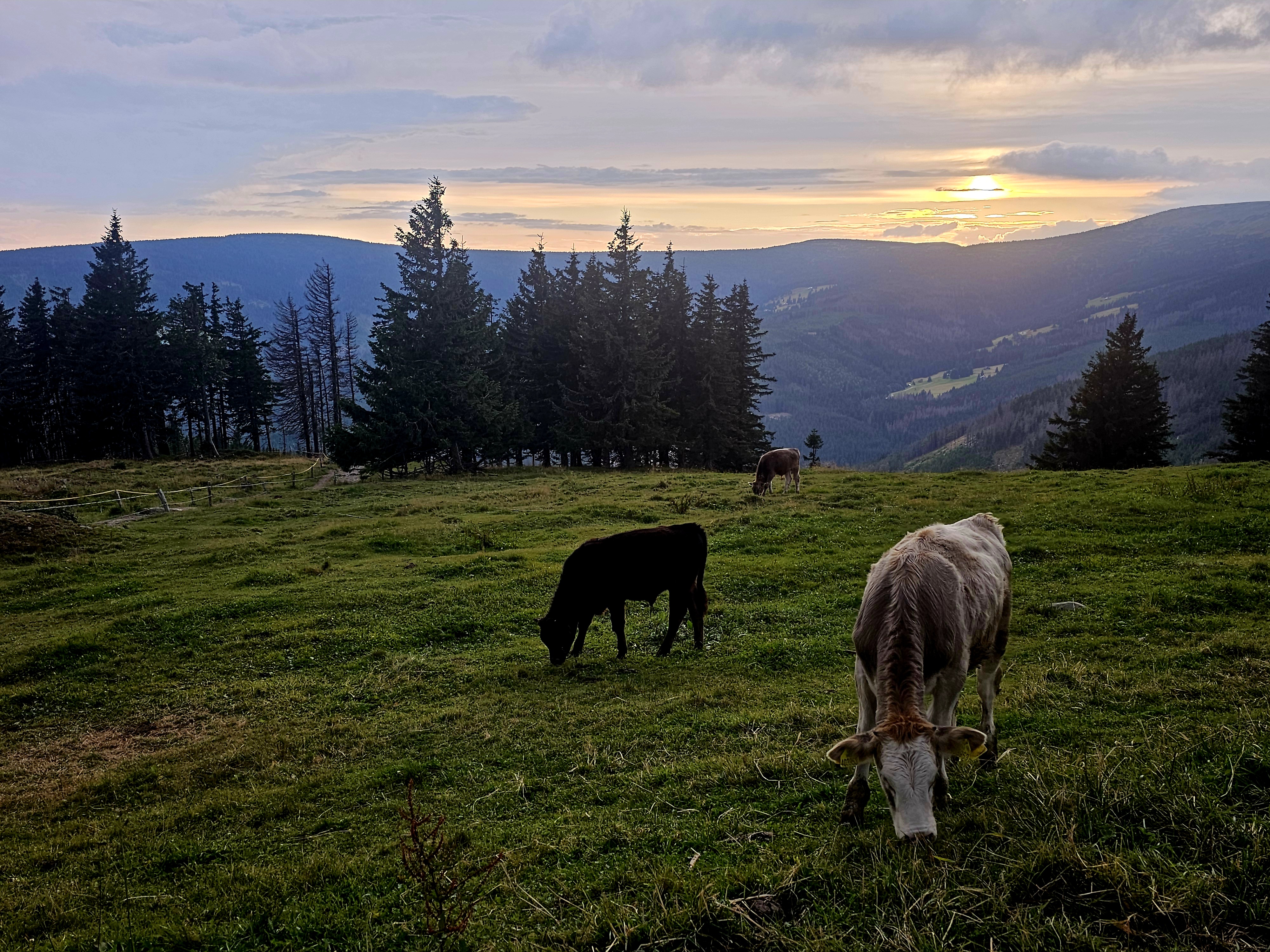 Děčínská bouda - Horská farma foto 2