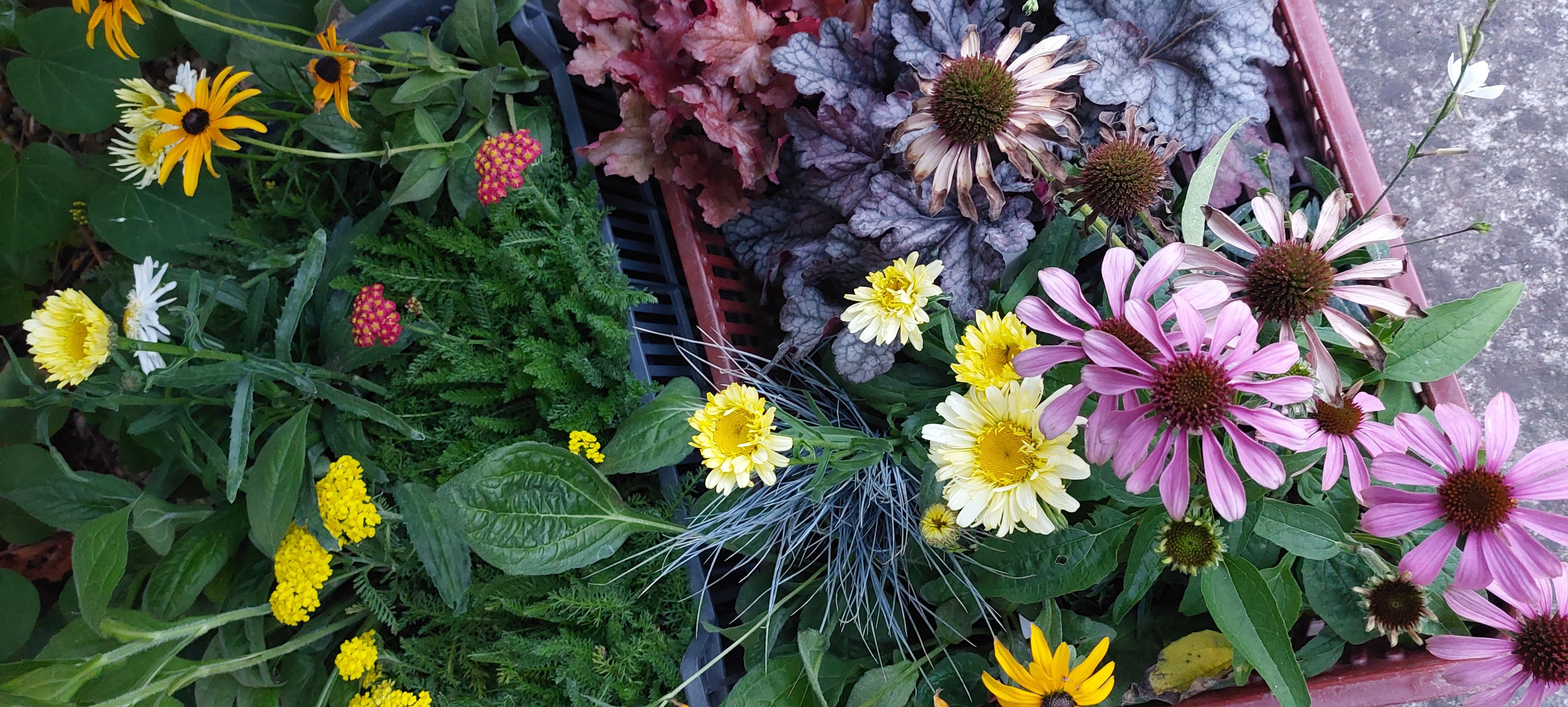 Zahradnictví Zmeškalovi foto 5