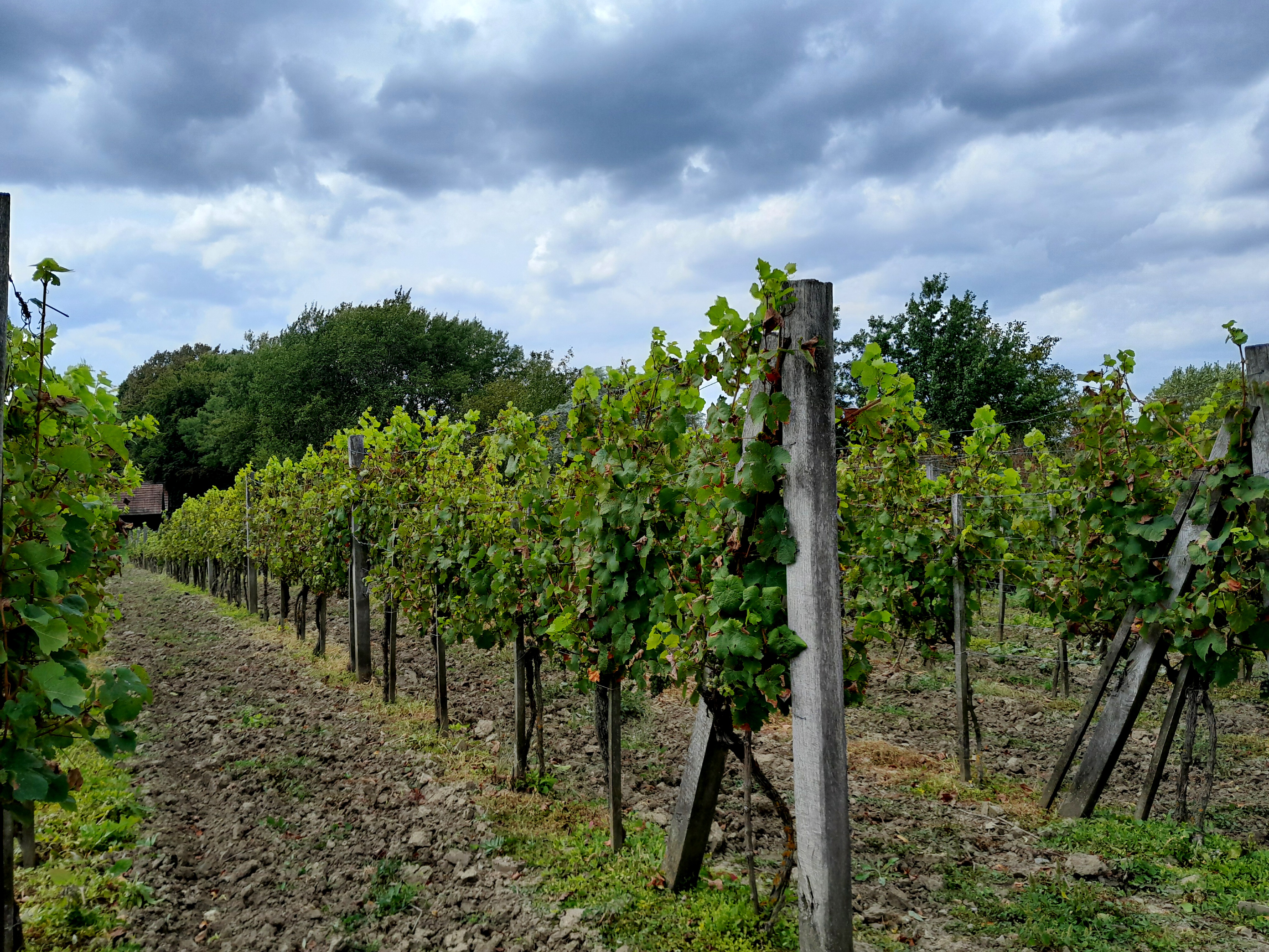 Ubytování Smějsík foto 6