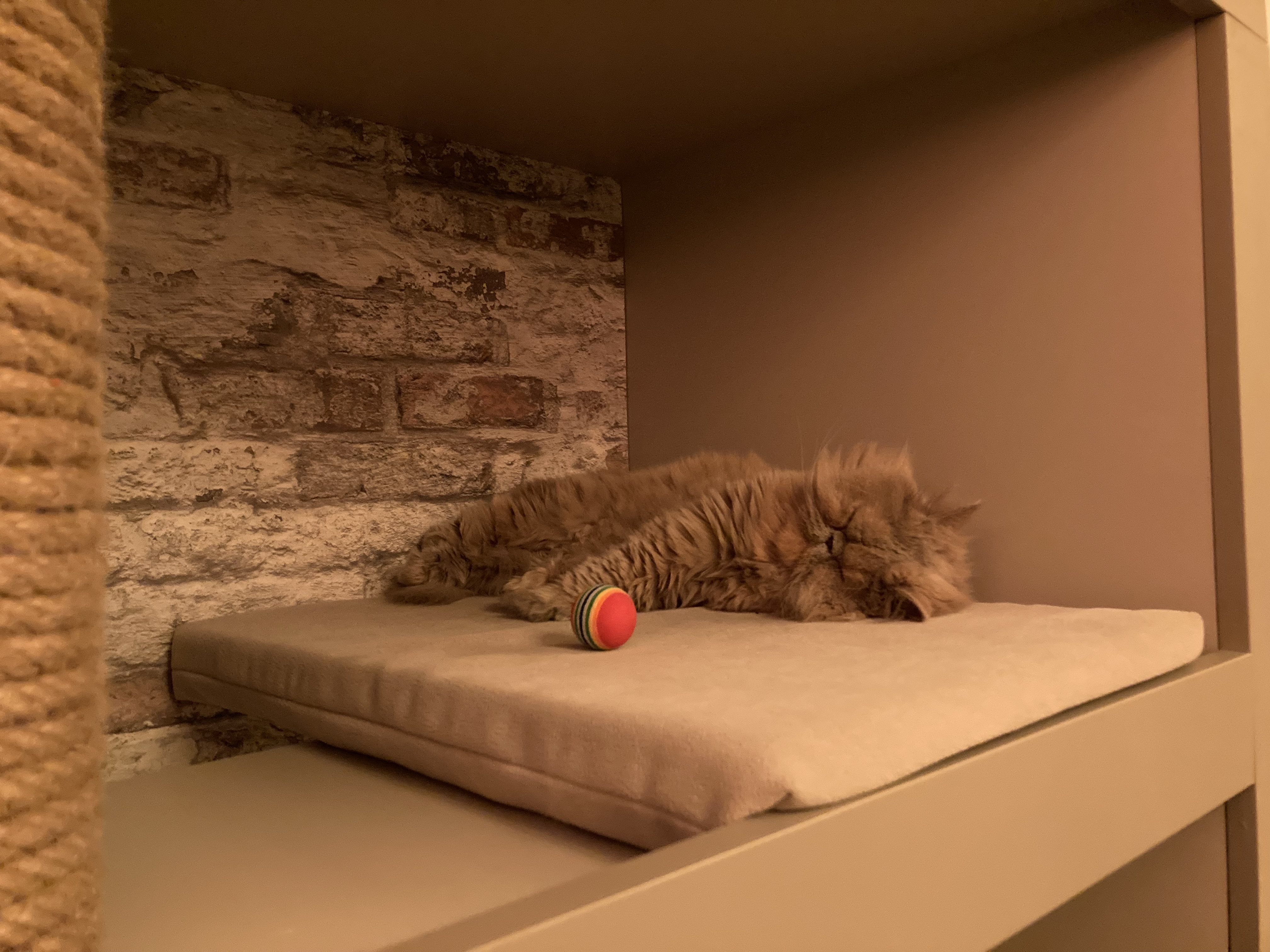Cats & Coffee foto 6