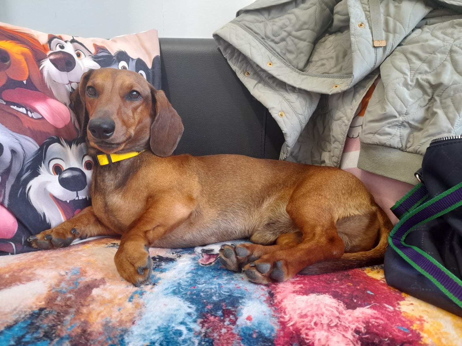 Psí Salón - Stay Pawsitive foto 5