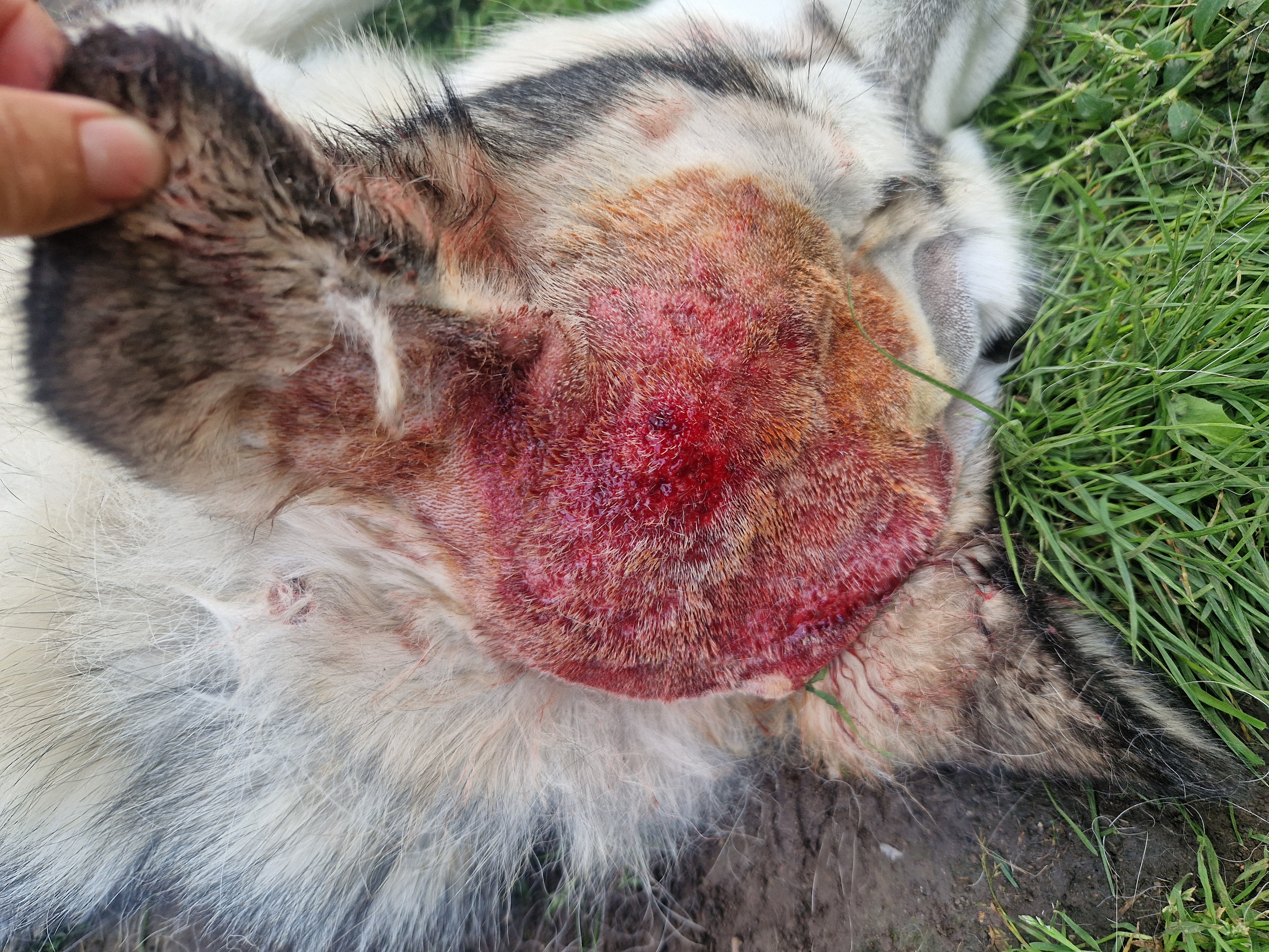 MVDr. Jana Pluhařová - Veterinární ordinace foto 5