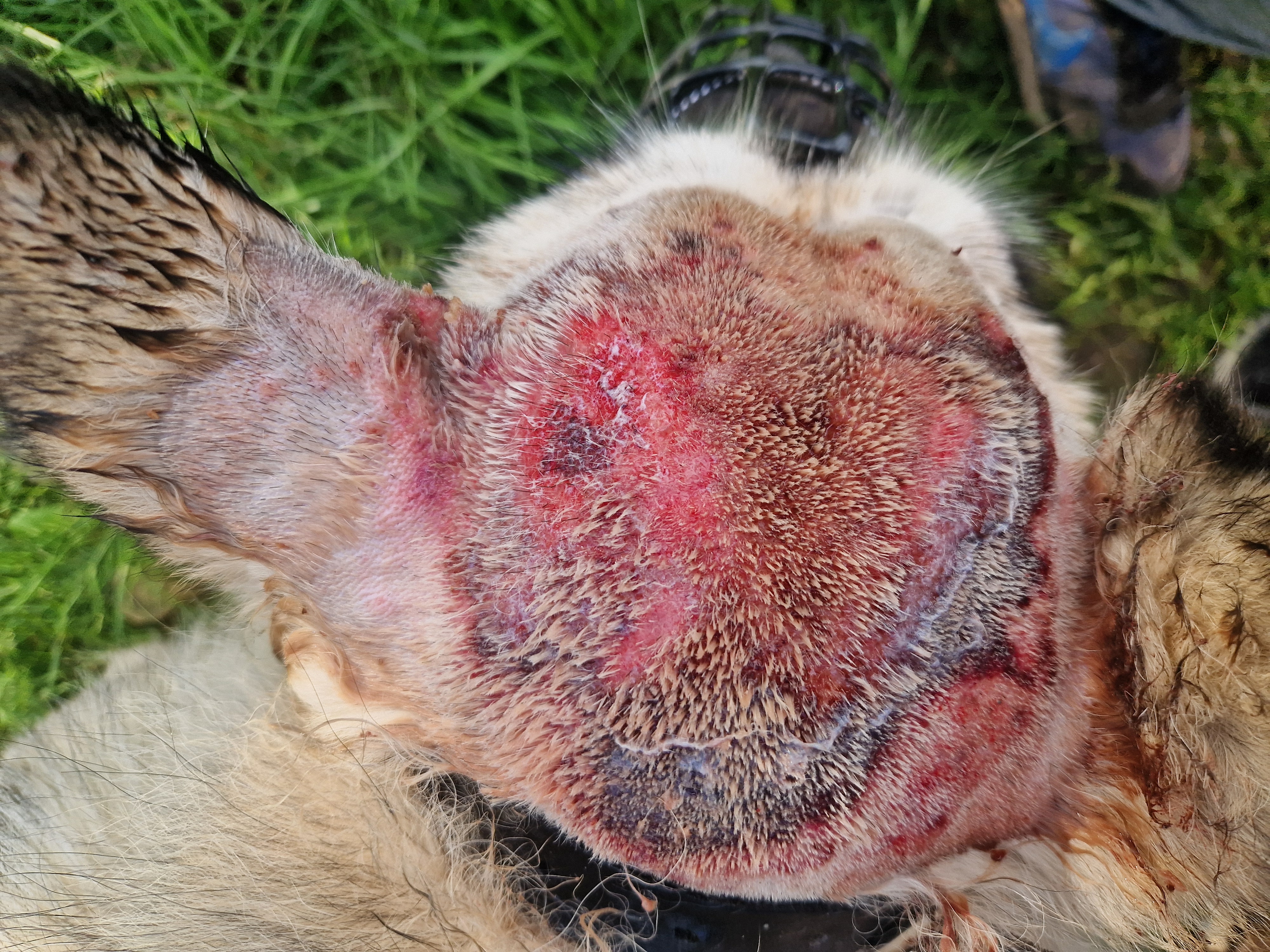 MVDr. Jana Pluhařová - Veterinární ordinace foto 2