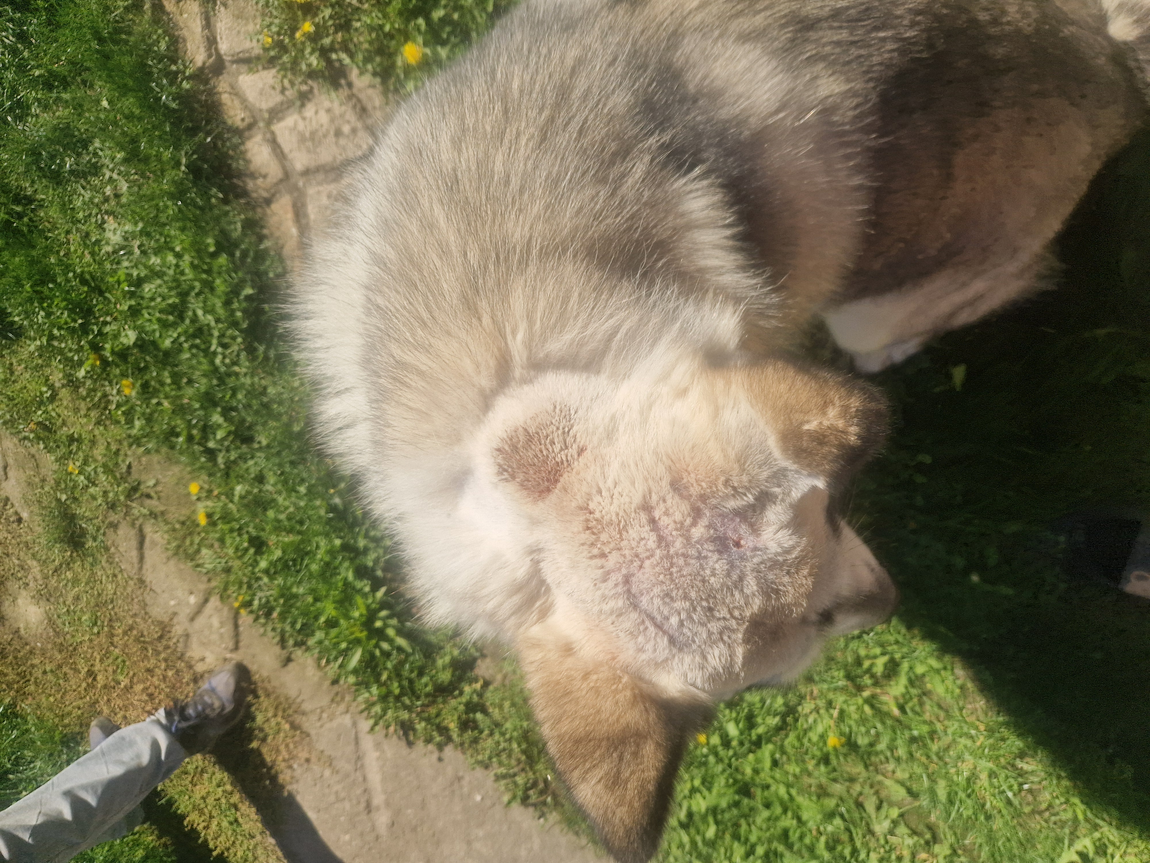 MVDr. Jana Pluhařová - Veterinární ordinace foto 3