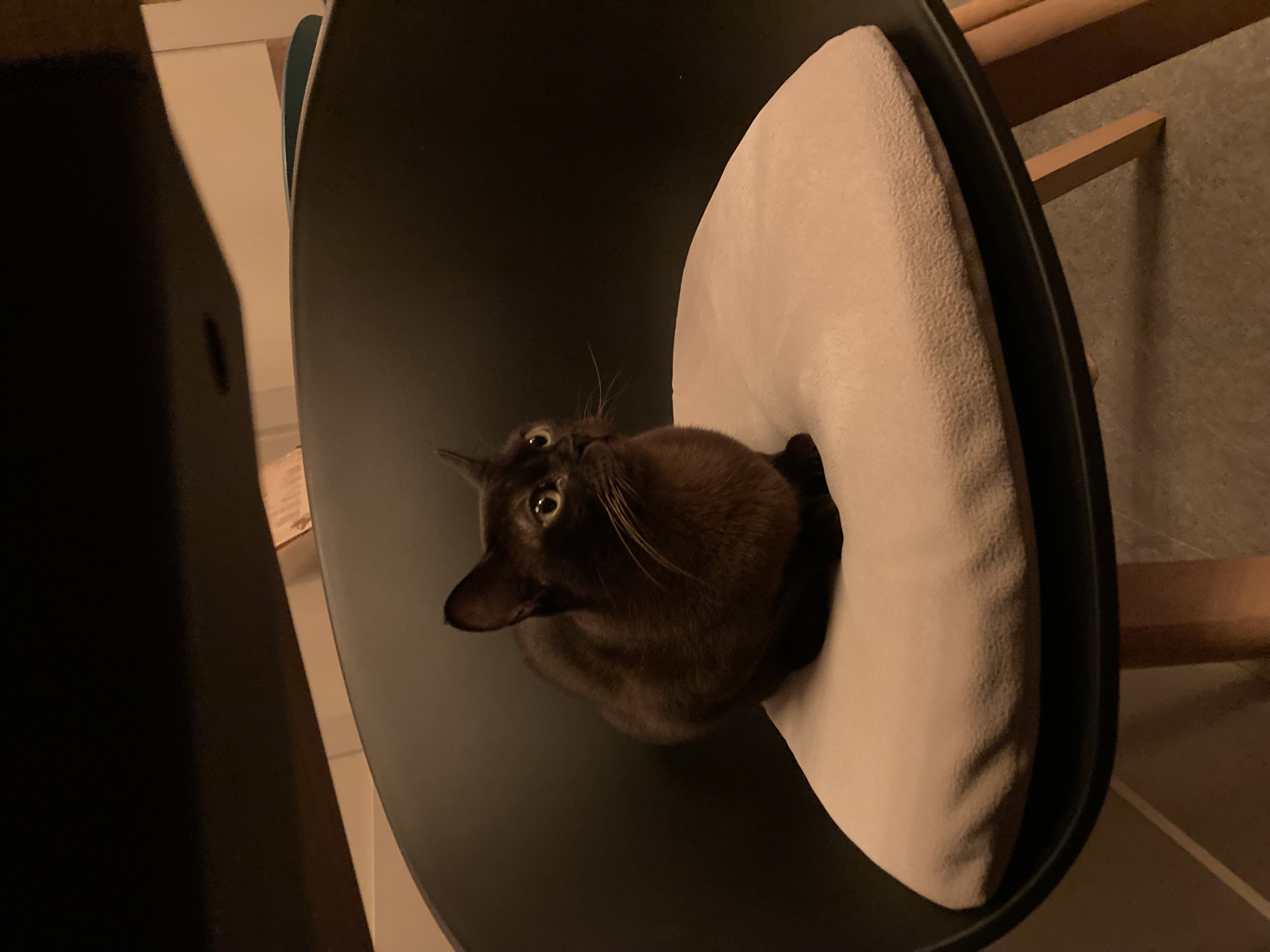 Cats & Coffee foto 5