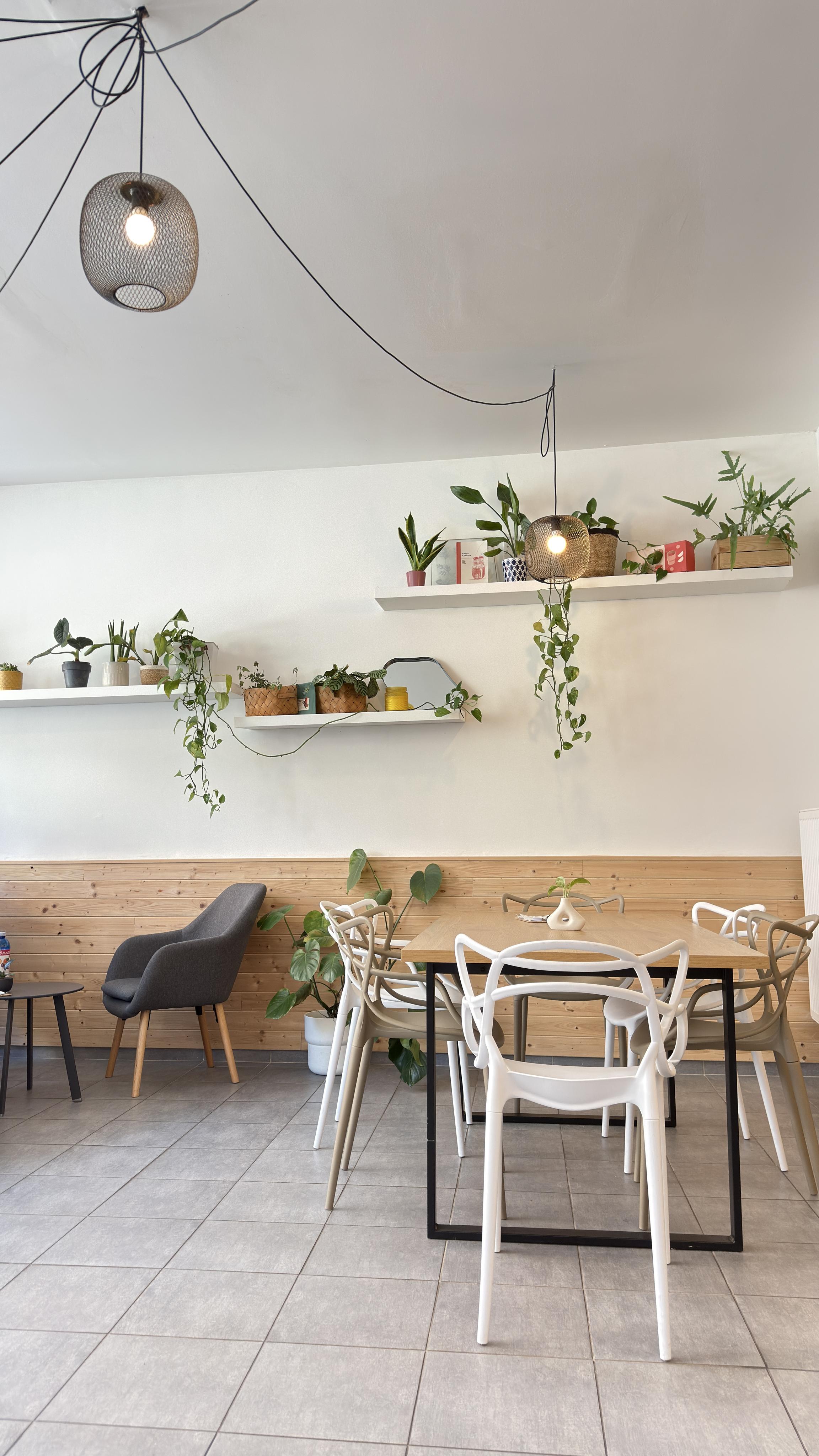 Fíkus kafe foto 3
