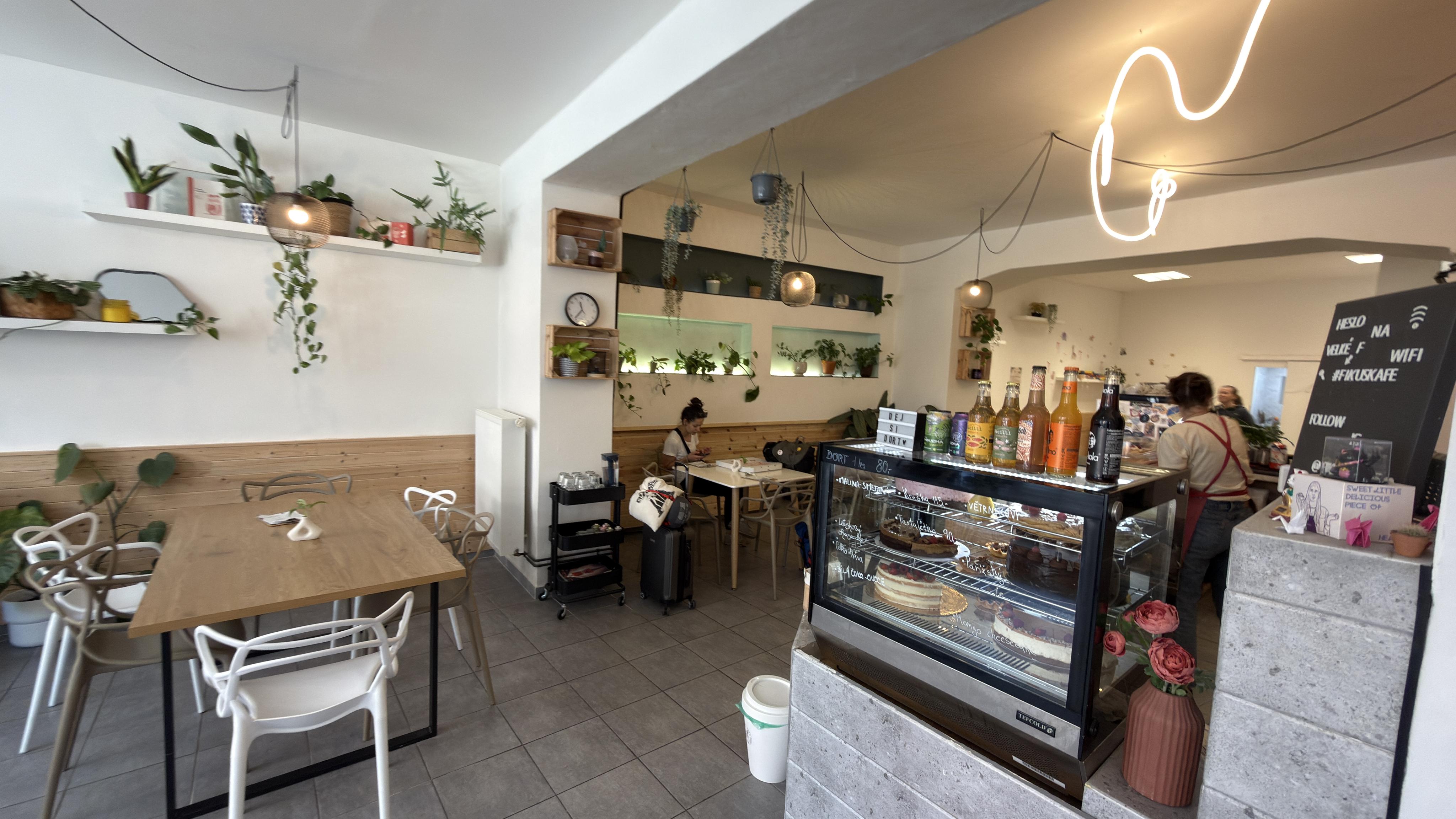 Fíkus kafe foto 6