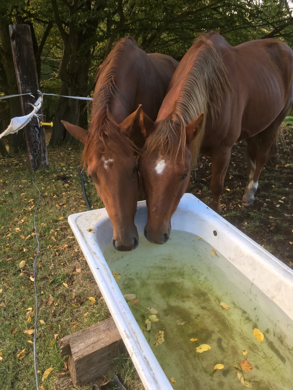 M - Ranch foto 5