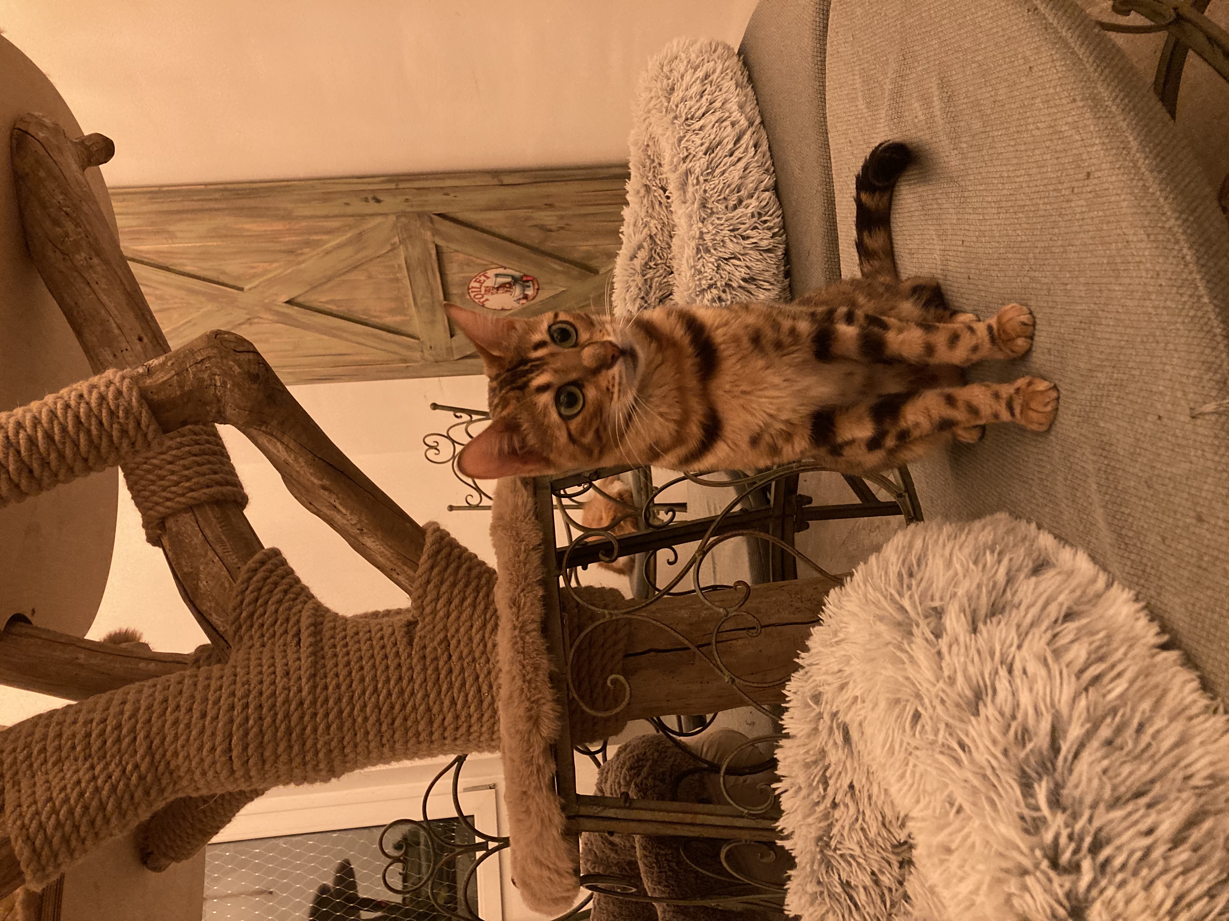 Cats & Coffee foto 4