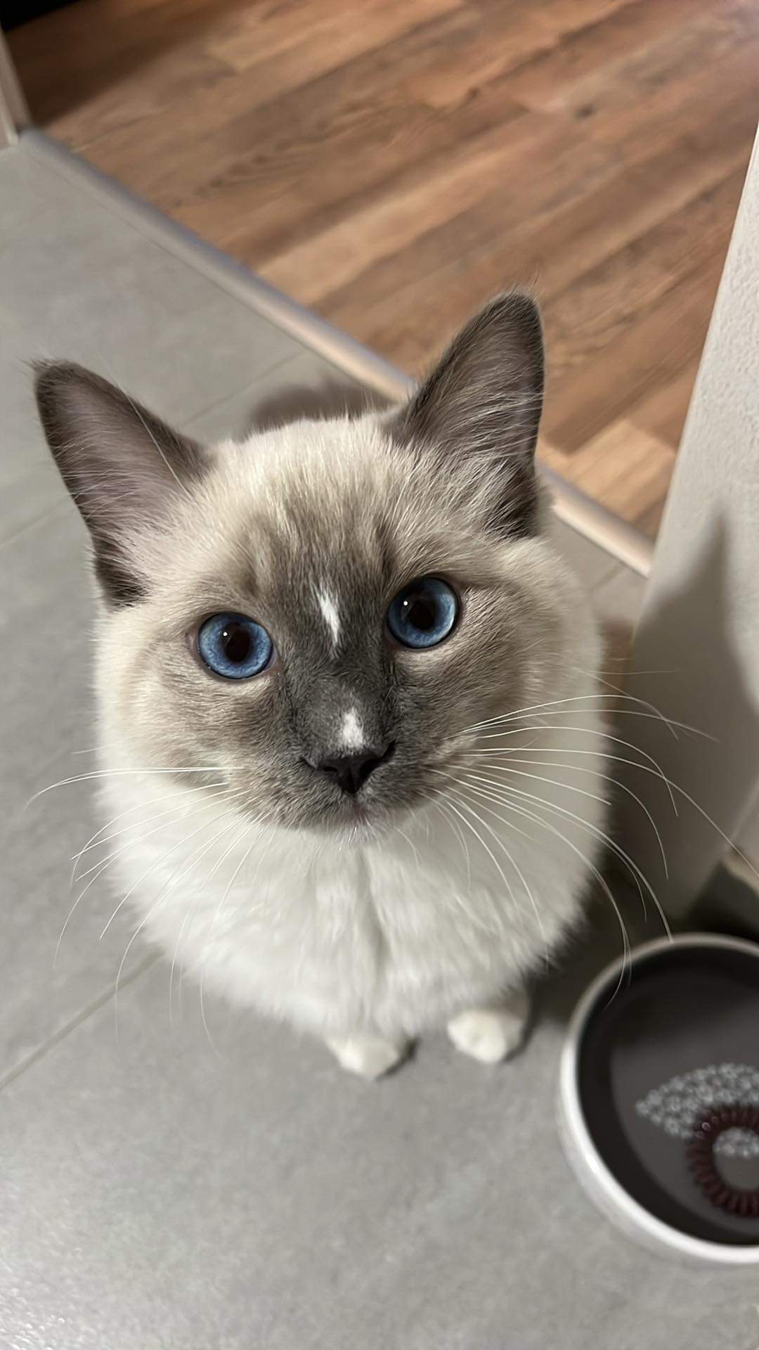 Cute of Silesia_Ragdoll foto 6