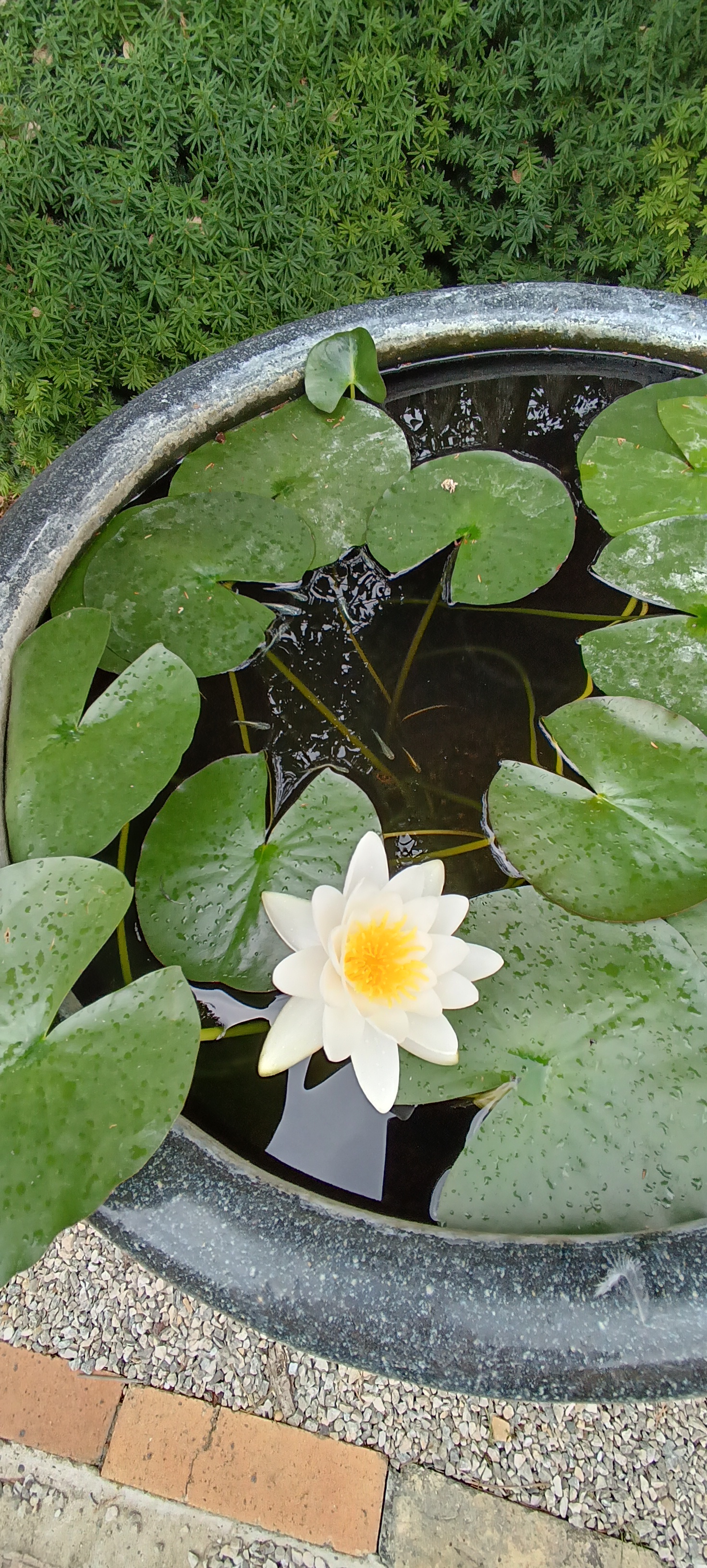 Isabelia - Josef Valuch foto 6