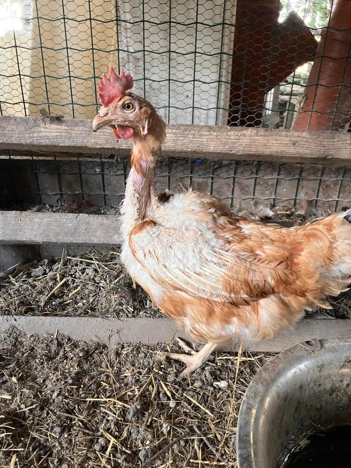 Josef Dvořák - STATEK DVOŘÁK foto 3