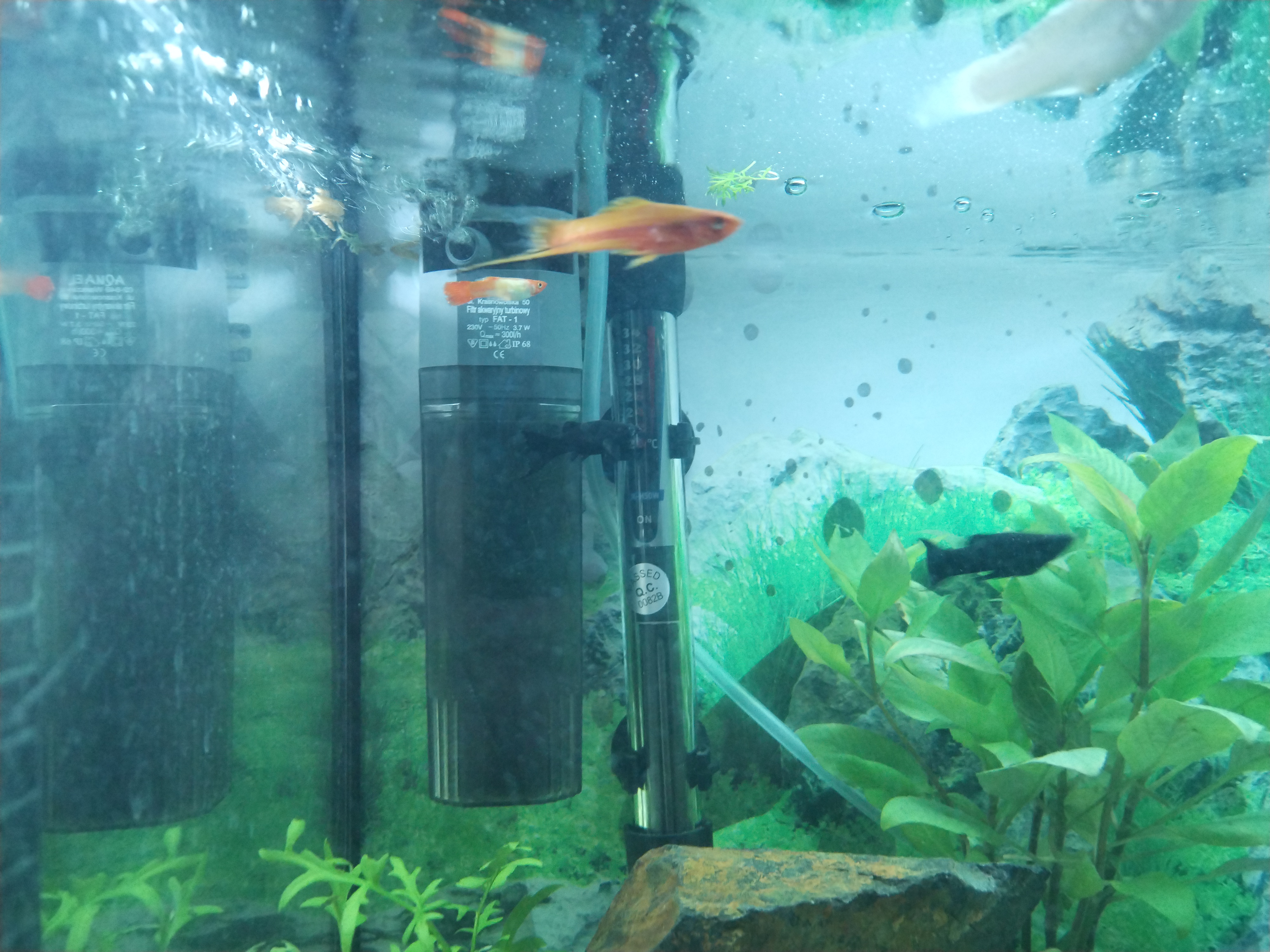 Akvaristika Karel Hőfer foto 3