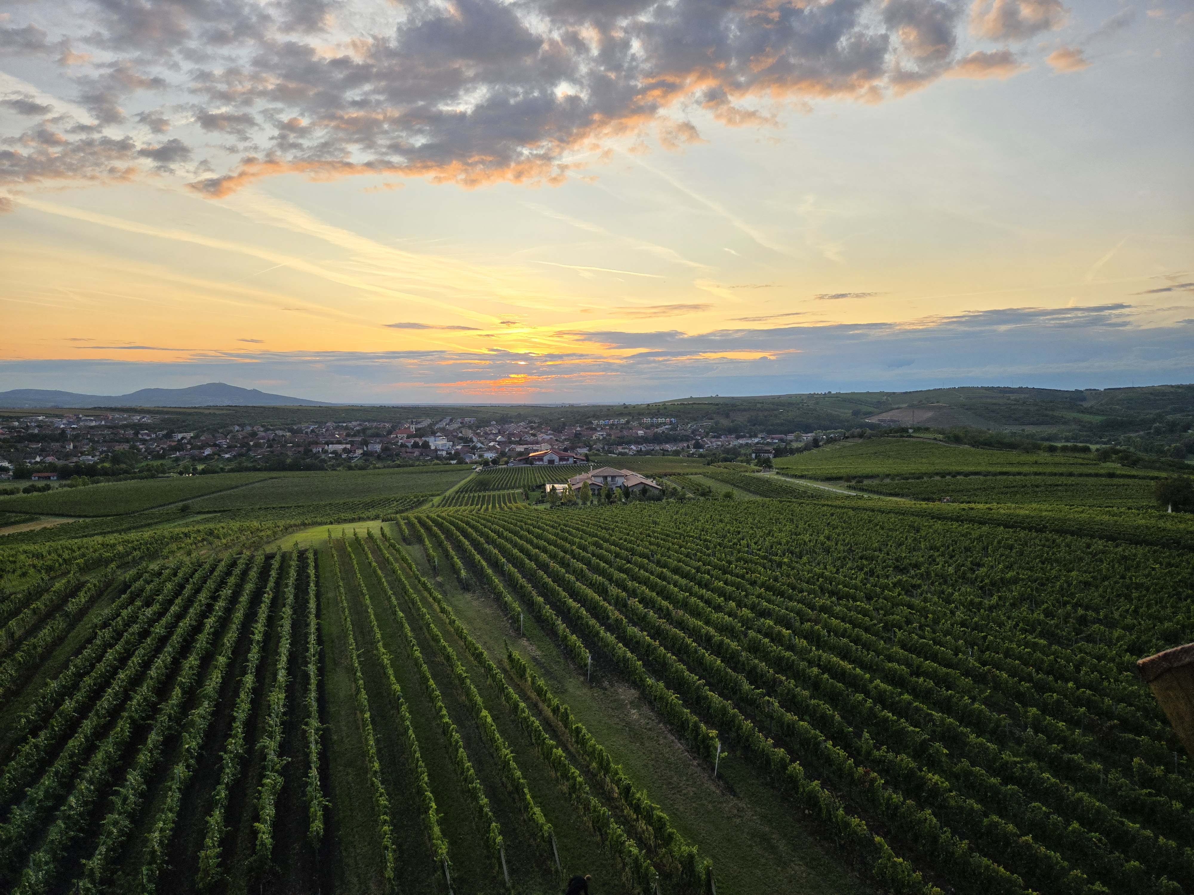 Šlechtitelská stanice vinařská Velké Pavlovice foto 3