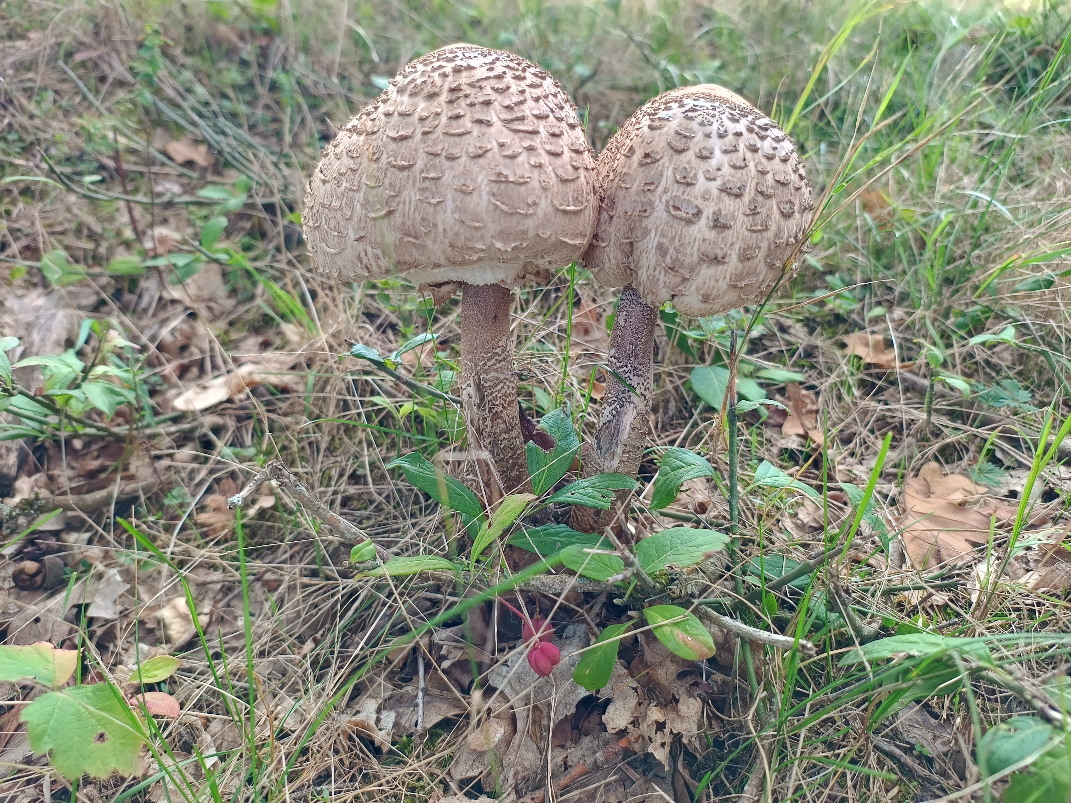 Bratřínov - obecní úřad foto 3