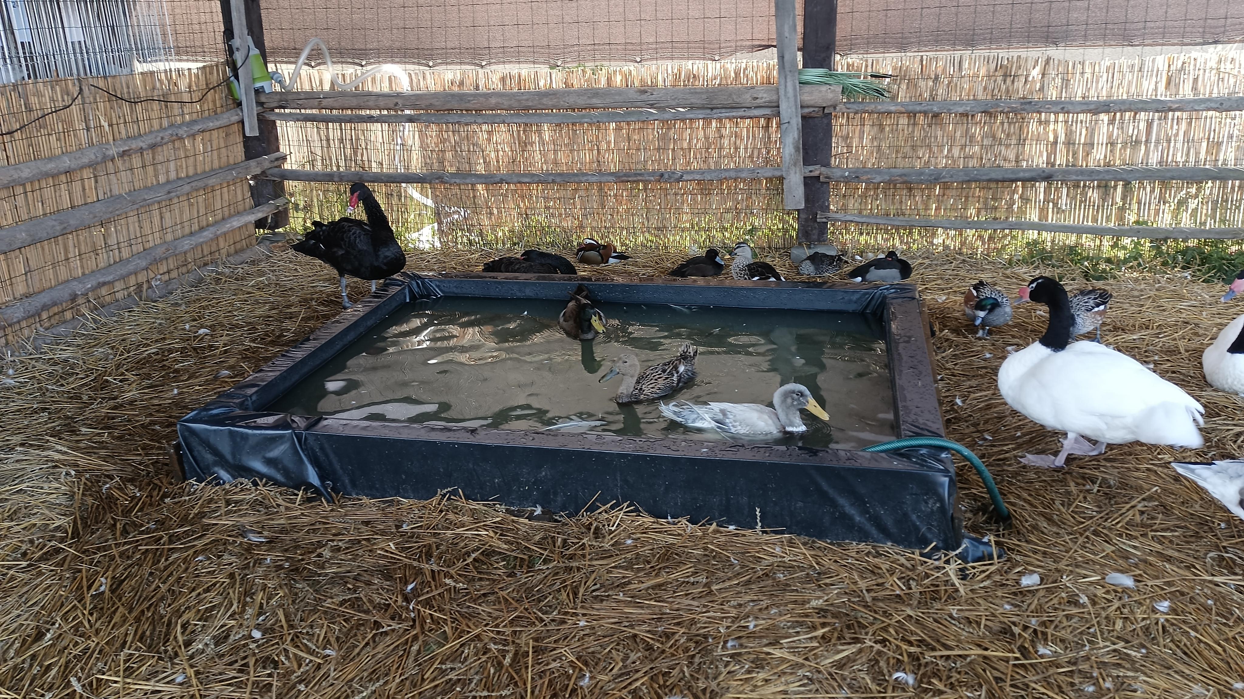 Český svaz chovatelů, z.s., Okresní organizace Tábor foto 3