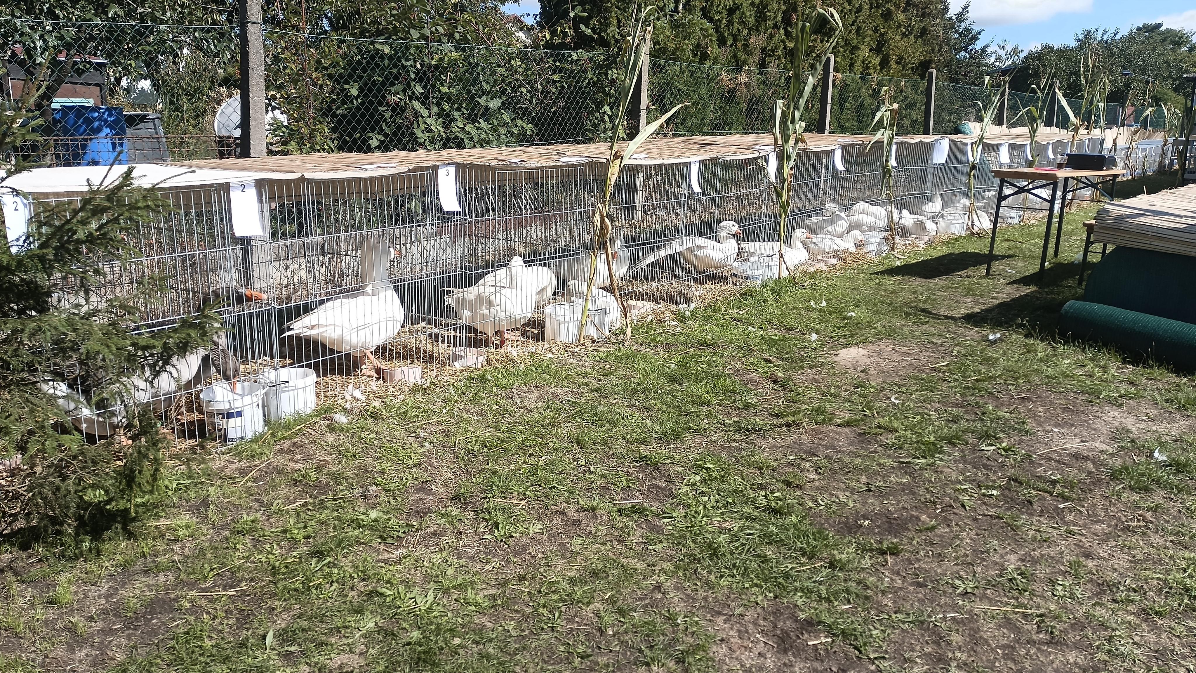 Český svaz chovatelů, z.s., Okresní organizace Tábor foto 4