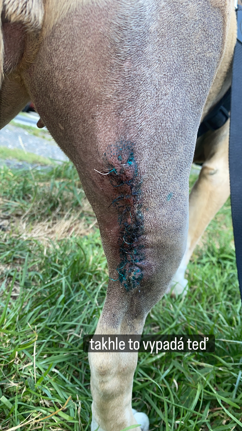 MVDr. Irina Žoluděva foto 3