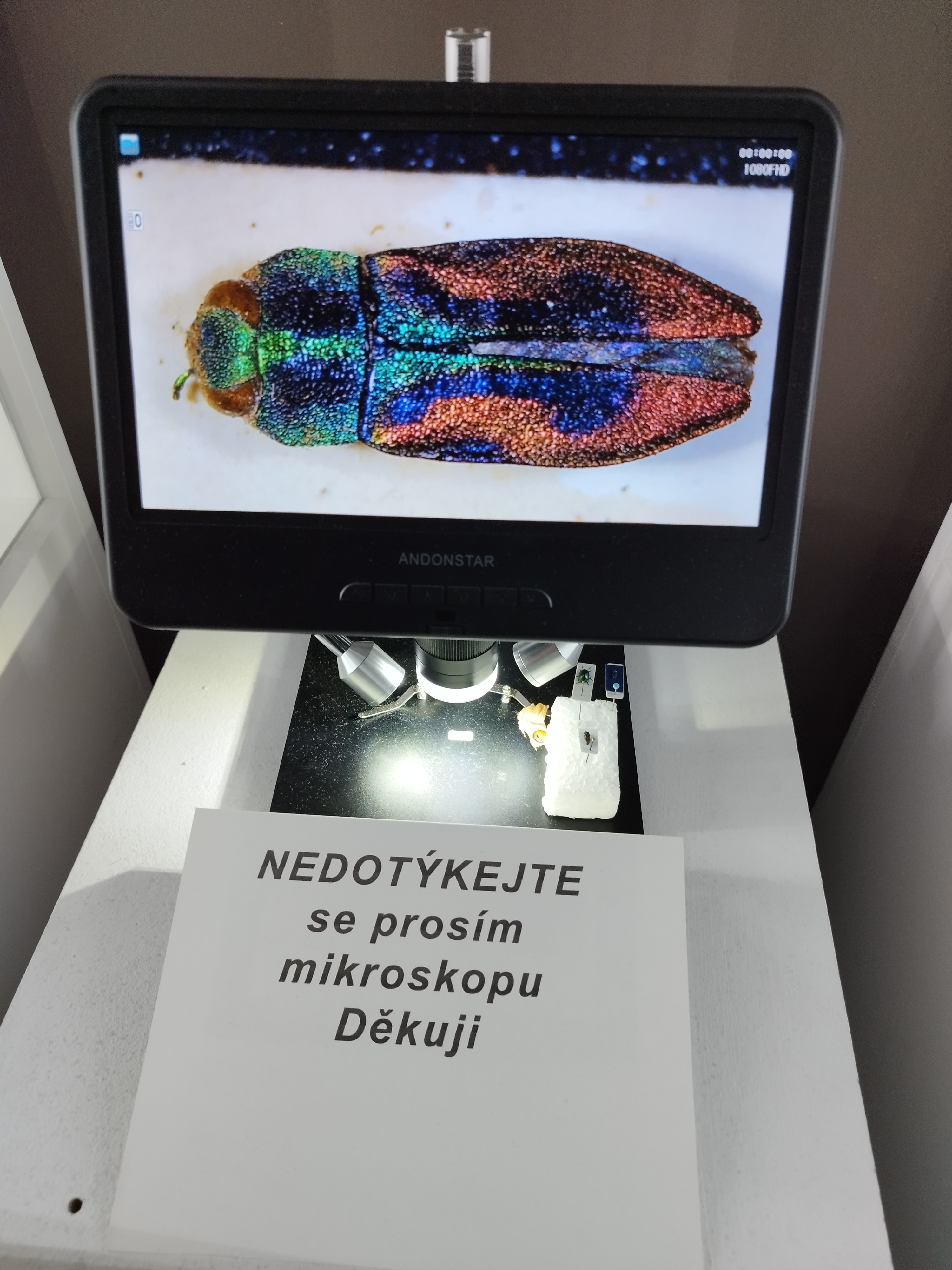 Muzeum motýlů a brouků Hlinsko foto 2
