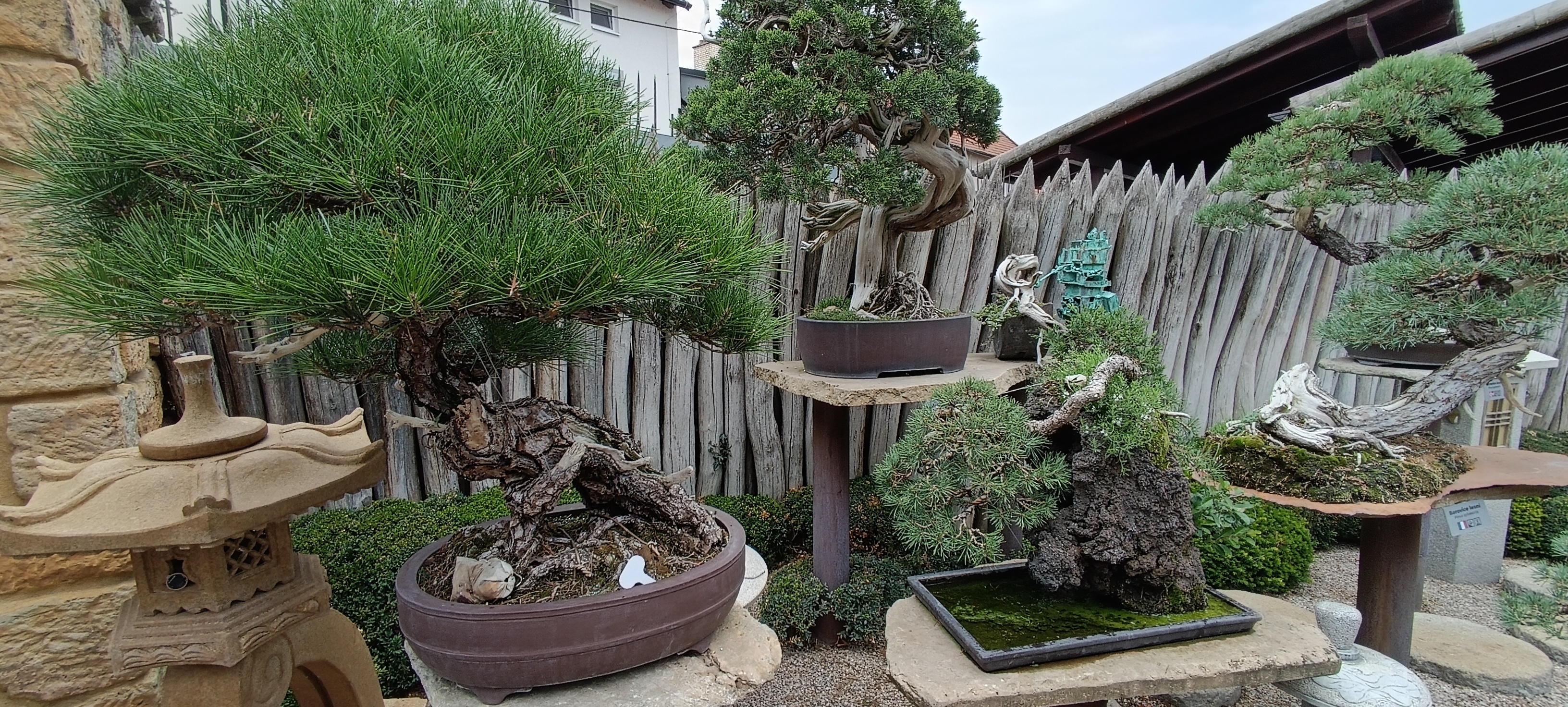 Isabelia - Josef Valuch foto 5