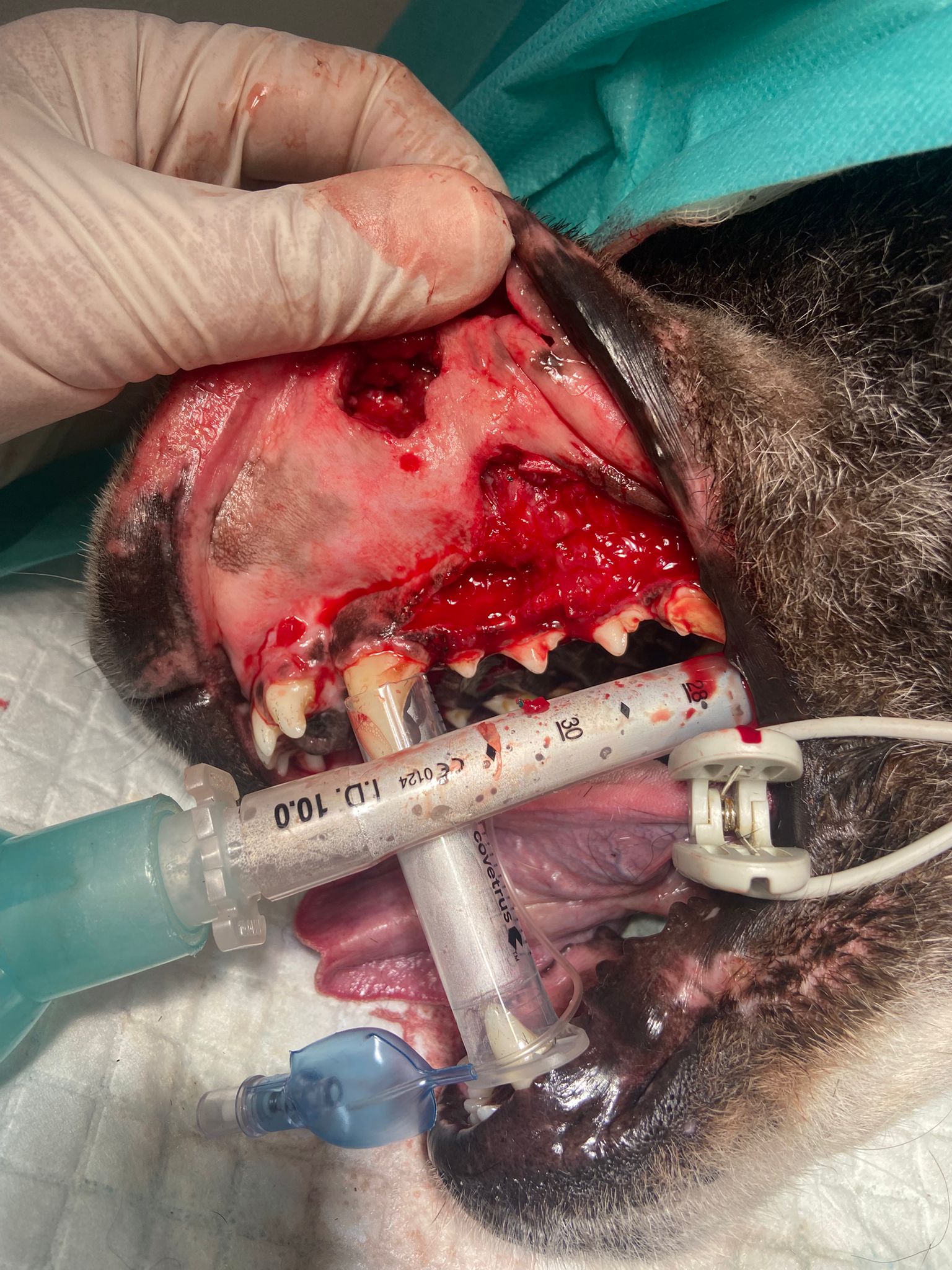 VitalVet s.r.o. - veterinární klinika foto 6