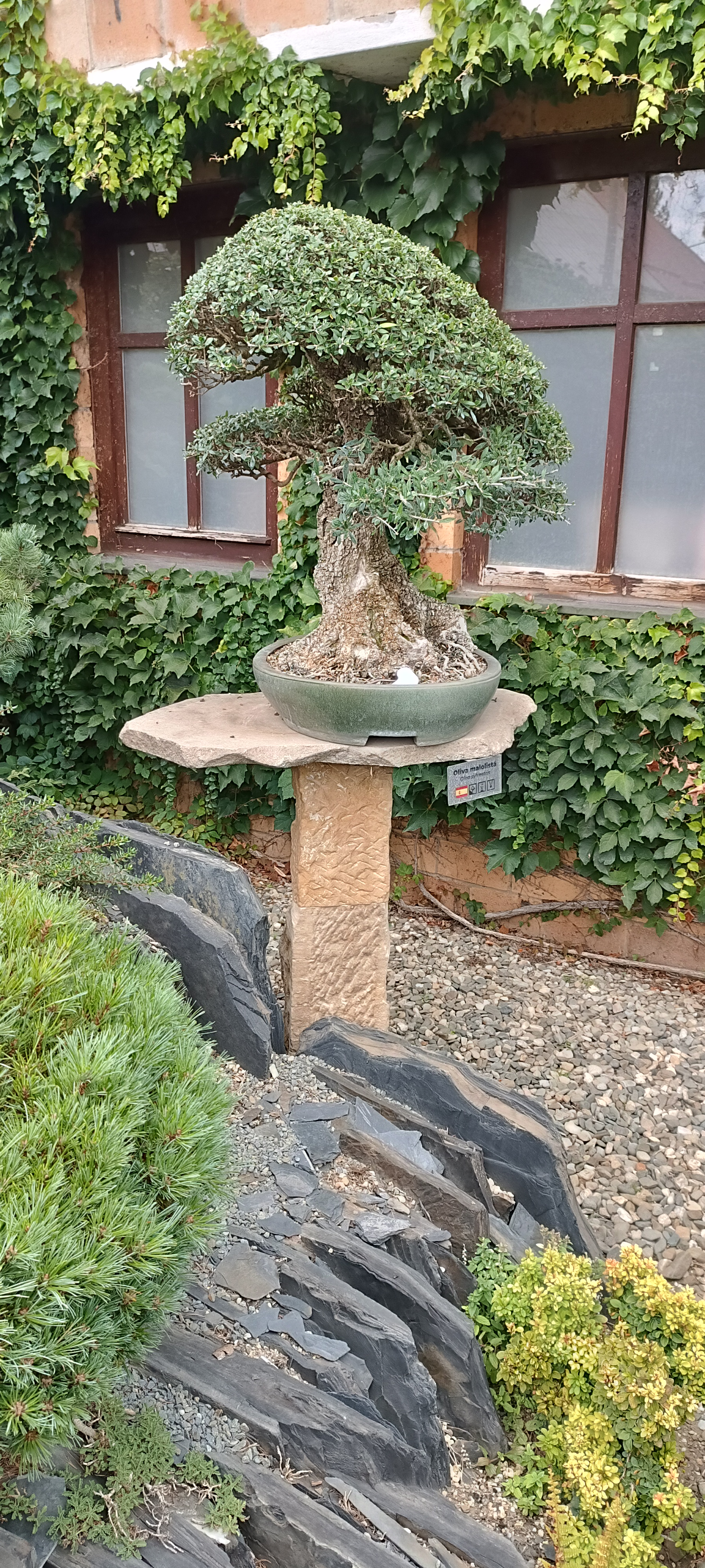 Isabelia - Josef Valuch foto 4