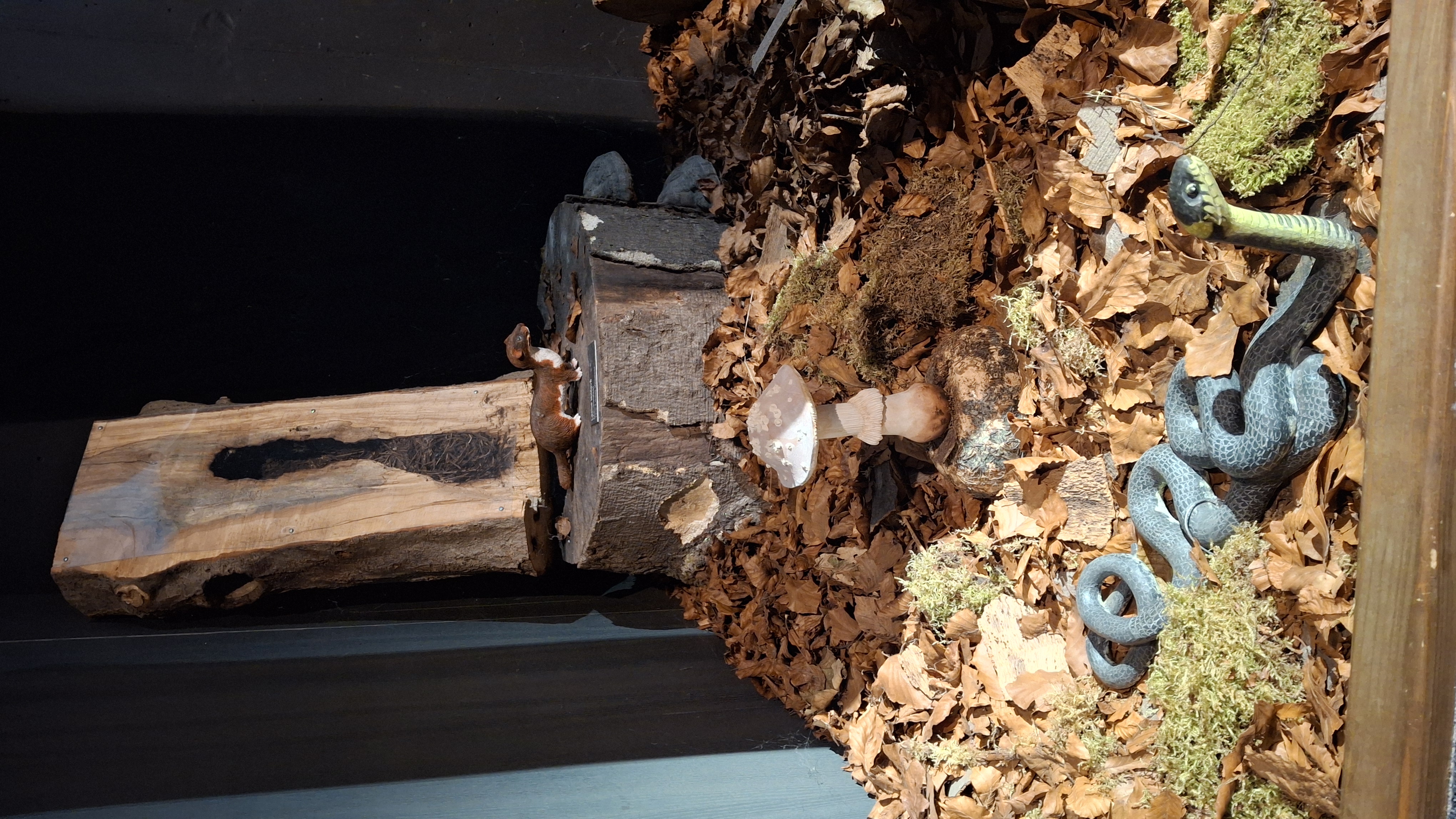 Dům přírody Jizerských hor foto 6