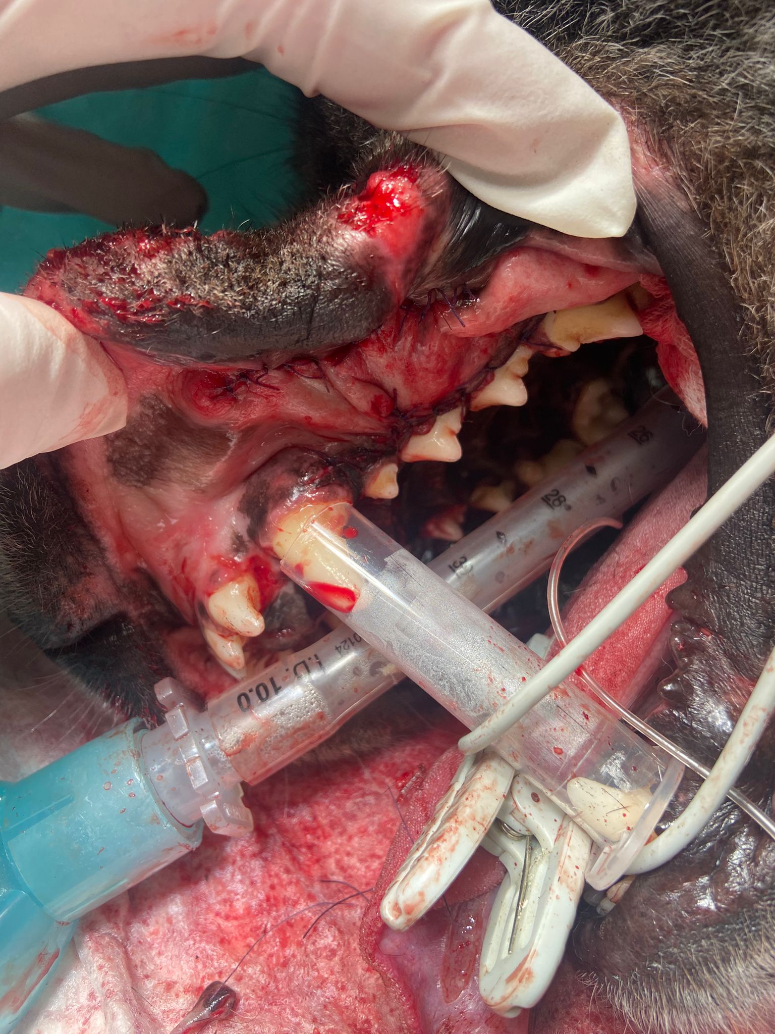 VitalVet s.r.o. - veterinární klinika foto 5