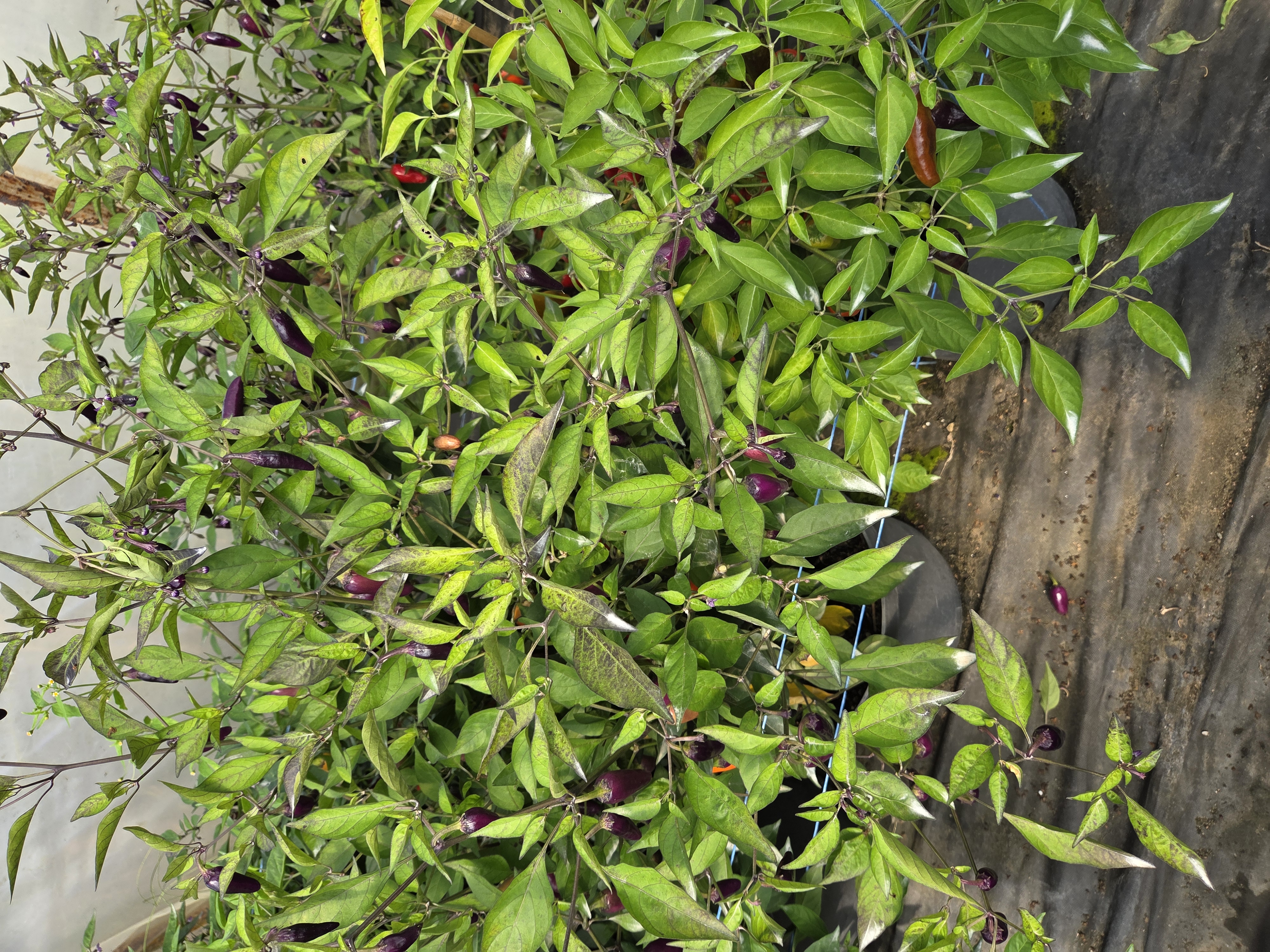 World of Chilli foto 3