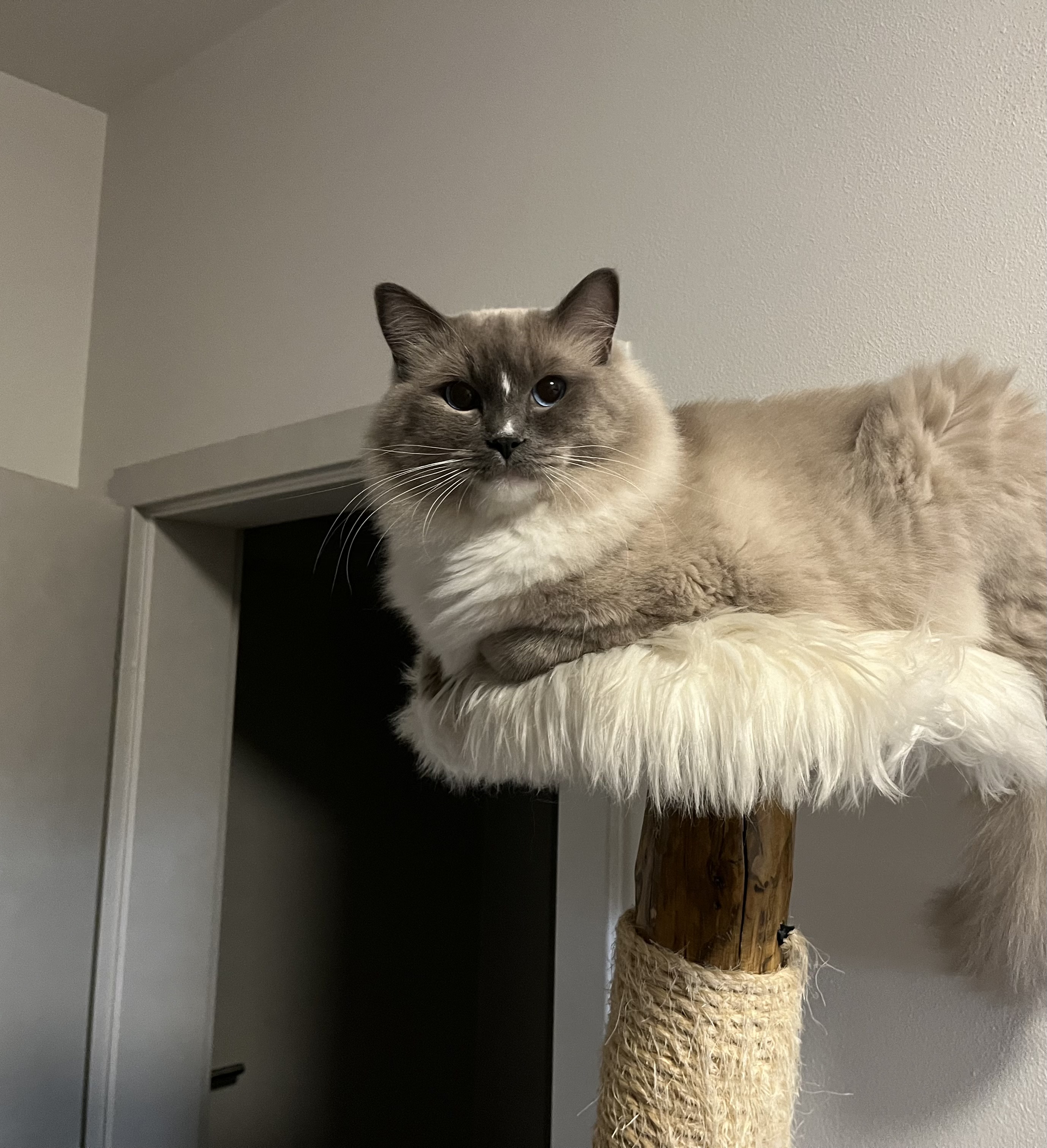 Cute of Silesia_Ragdoll foto 5