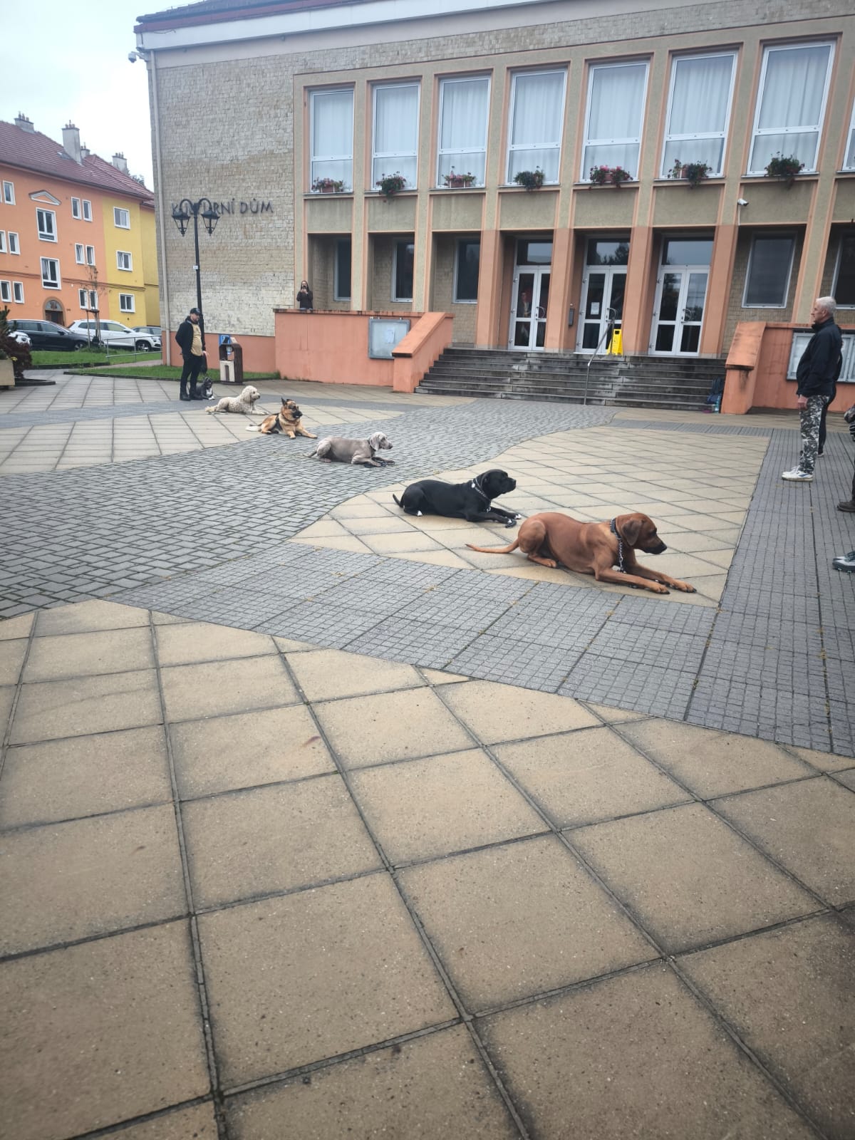 Kynologický spolek Psí ráj Dubňany foto 2