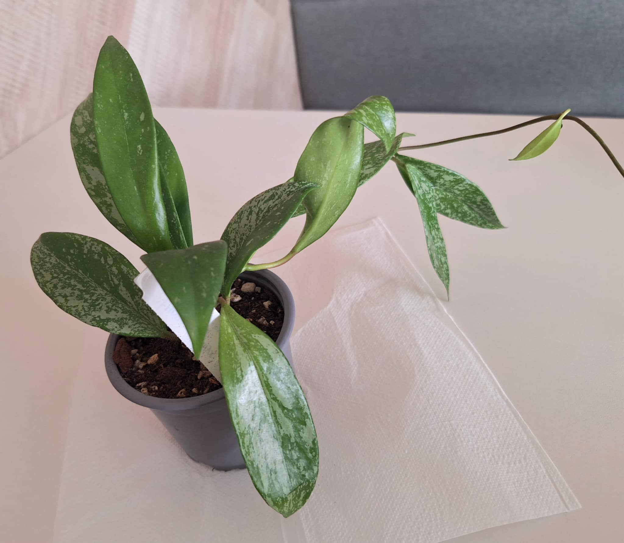 Lukscheiter foto 3