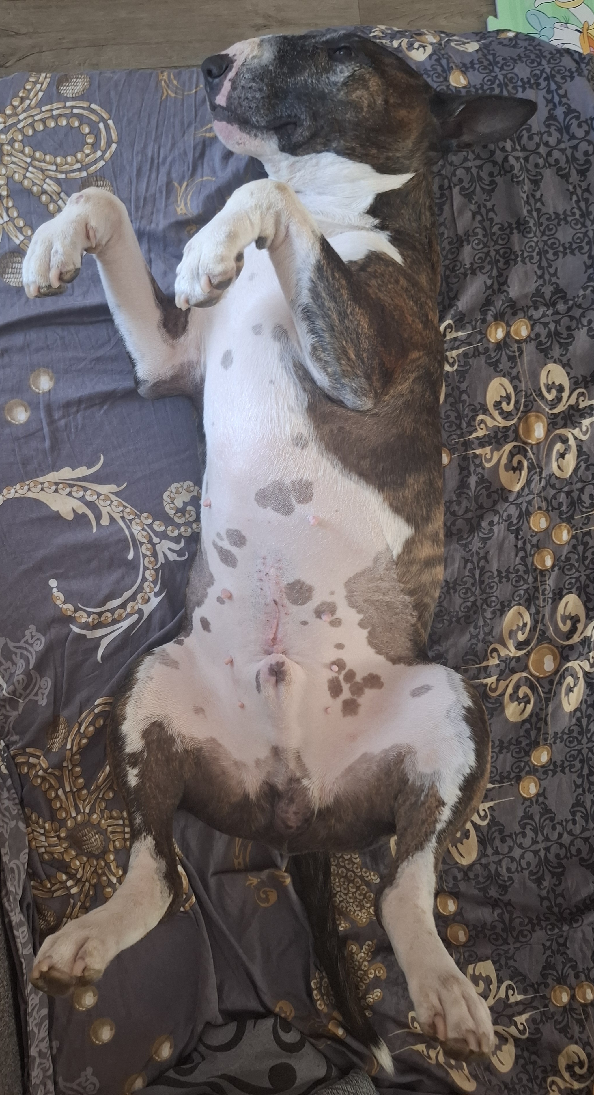 Veterinární nemocnice VetPro Český Brod foto 5