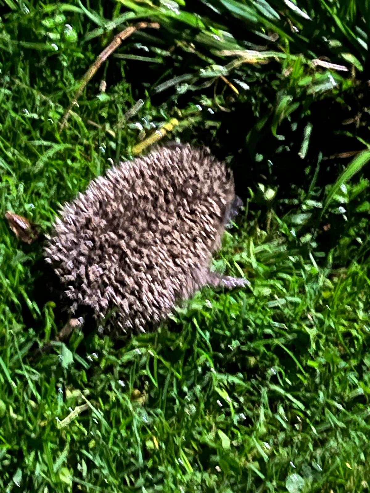 Pokoj U lesa Zaolší foto 5