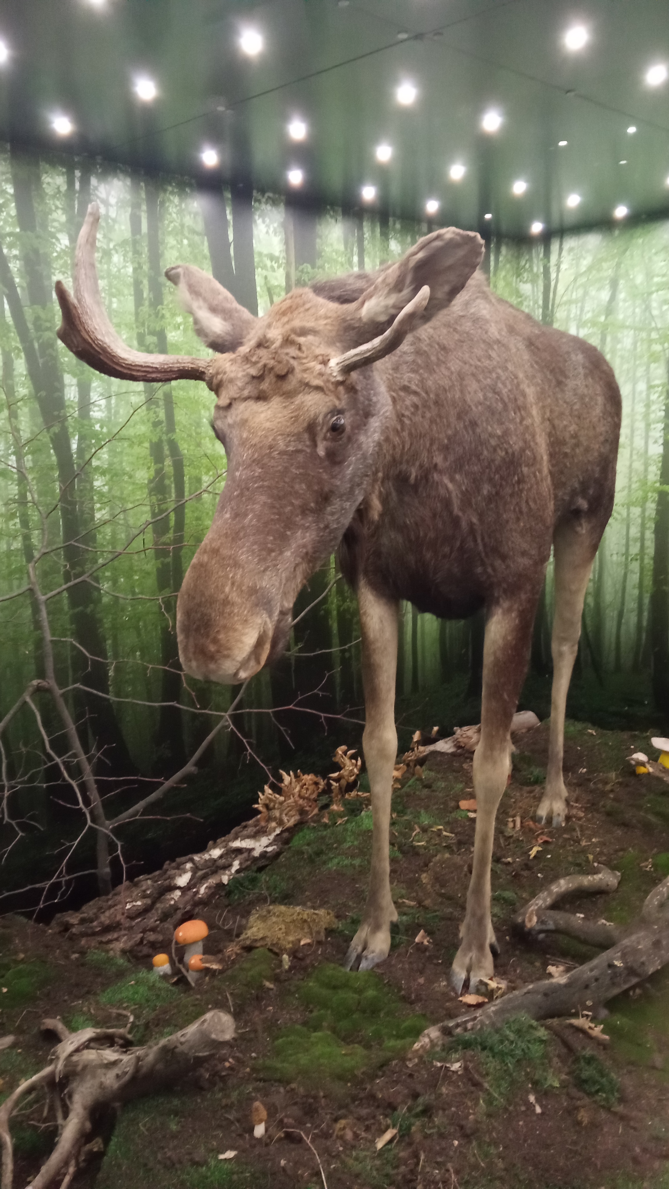 Muzeum Beskyd - Studijní knihovna foto 2