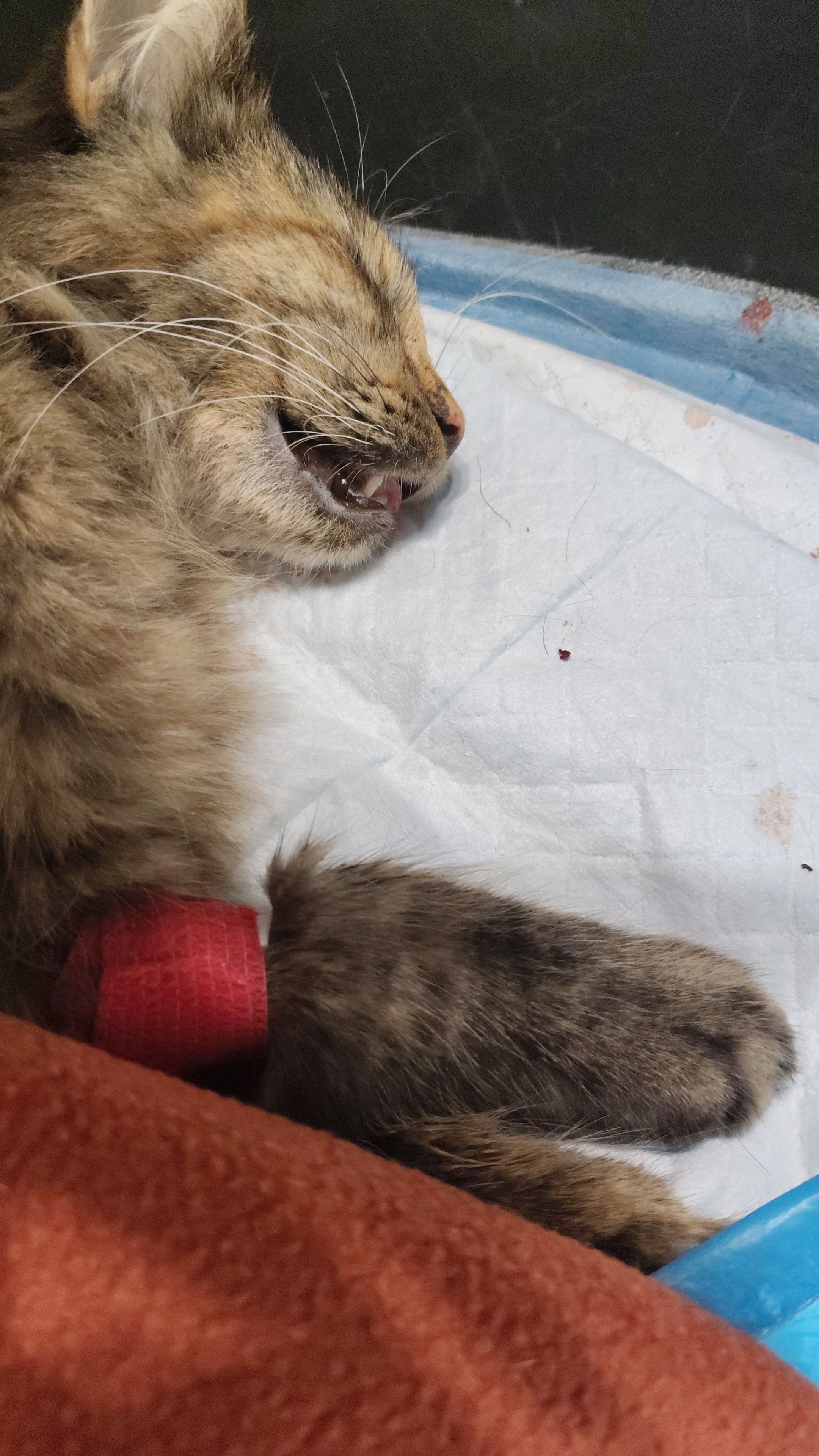 Veterinární praxe FRYVET, v.o.s. foto 2