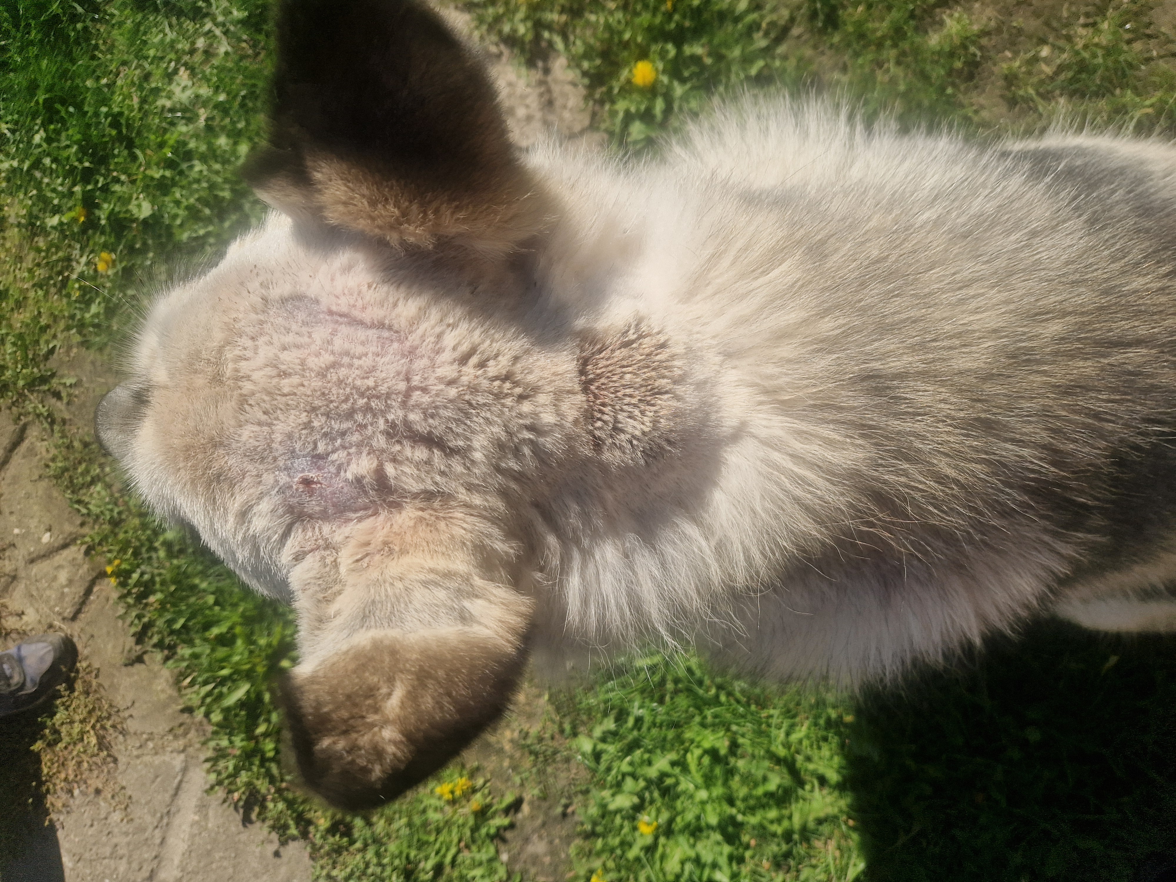 MVDr. Jana Pluhařová - Veterinární ordinace foto 4