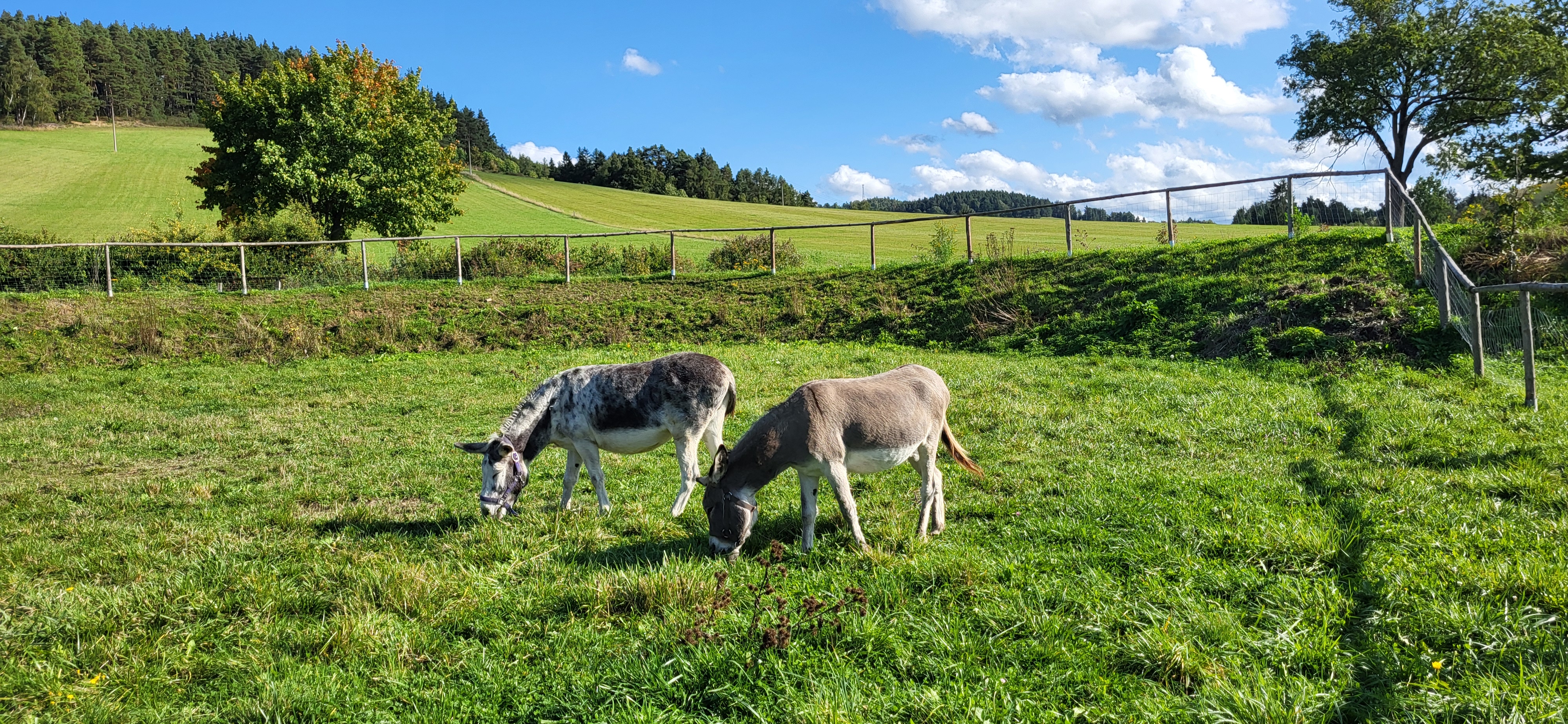 Pastvina: Jedlý park a Minizoo foto 4