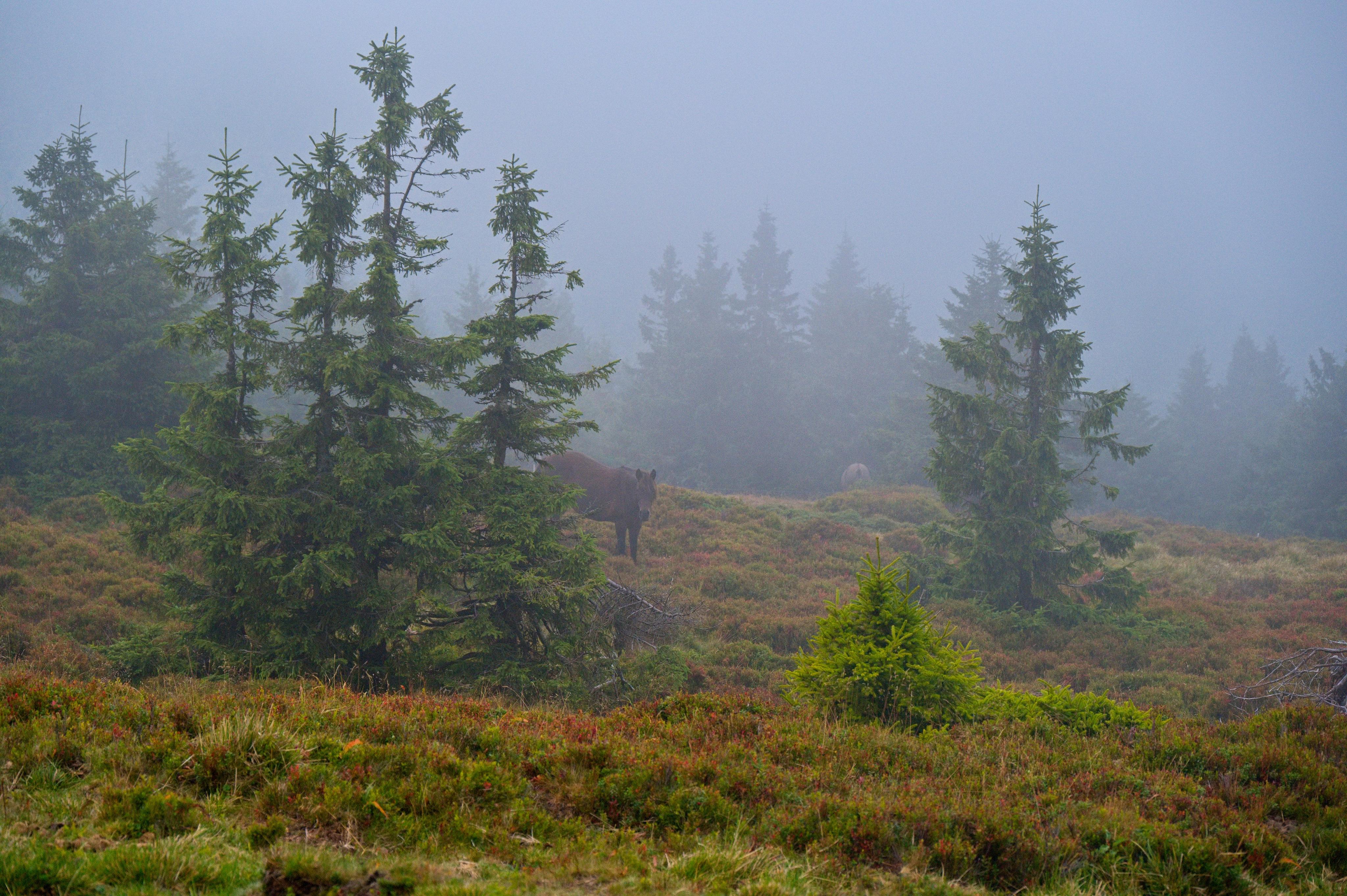 Penzion Pod Strání foto 5