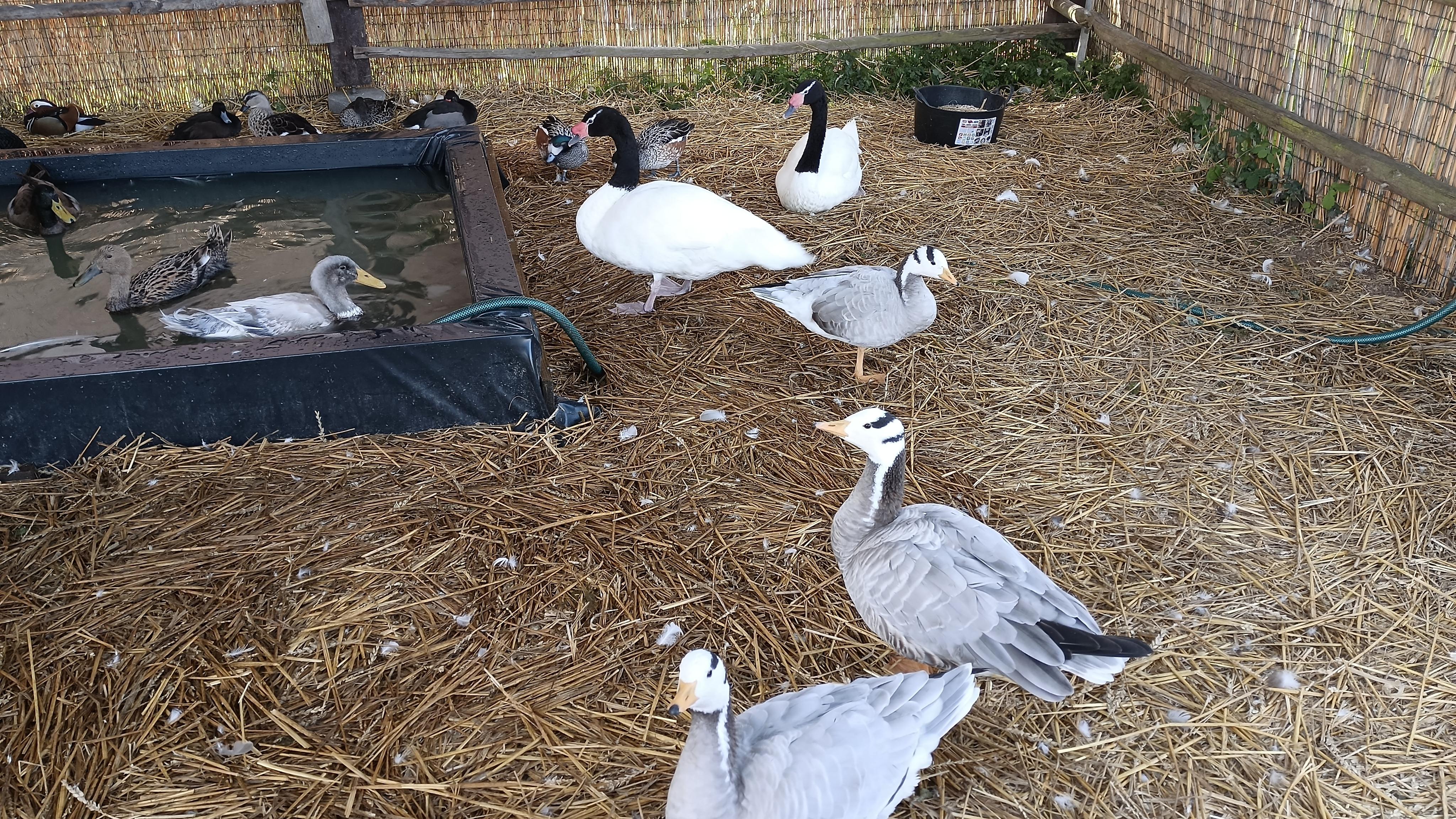 Český svaz chovatelů, z.s., Okresní organizace Tábor foto 5
