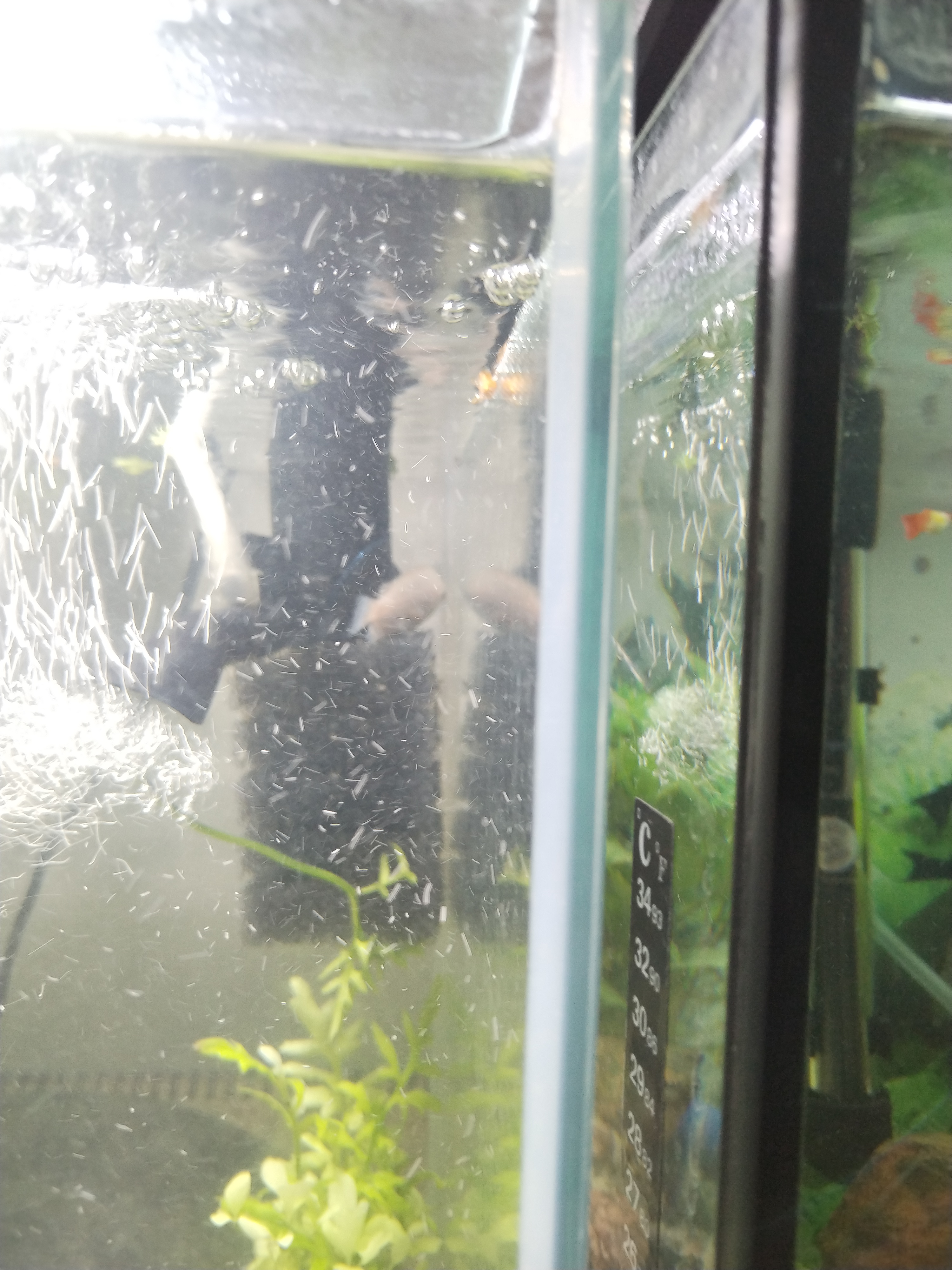 Akvaristika Karel Hőfer foto 5
