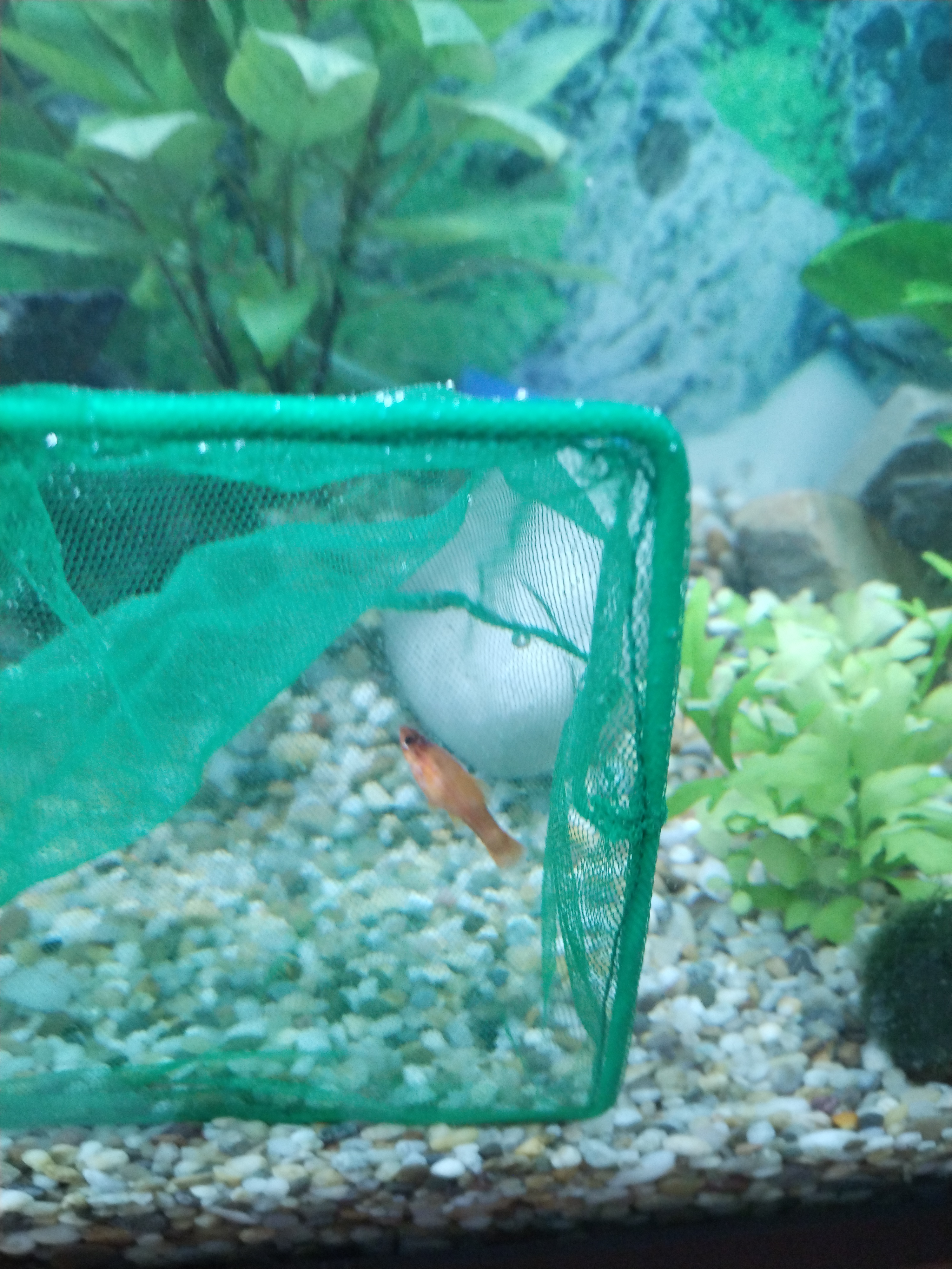 Akvaristika Karel Hőfer foto 4