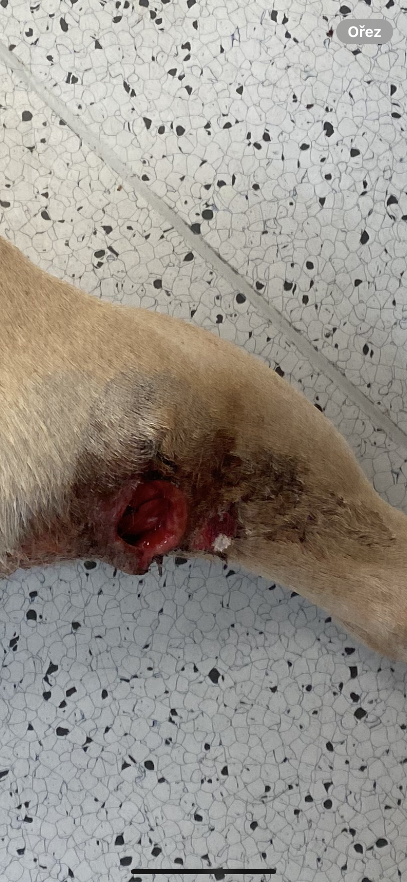 MVDr. Irina Žoluděva foto 5