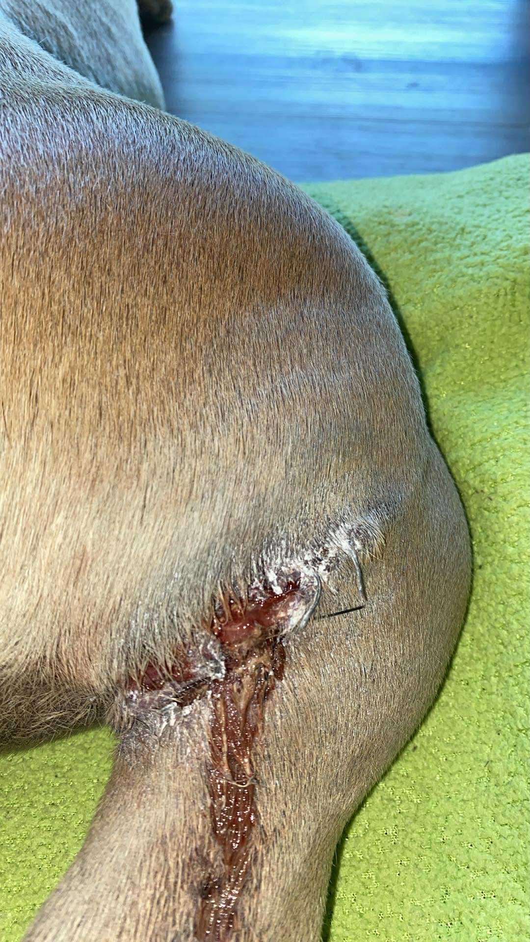 MVDr. Irina Žoluděva foto 2