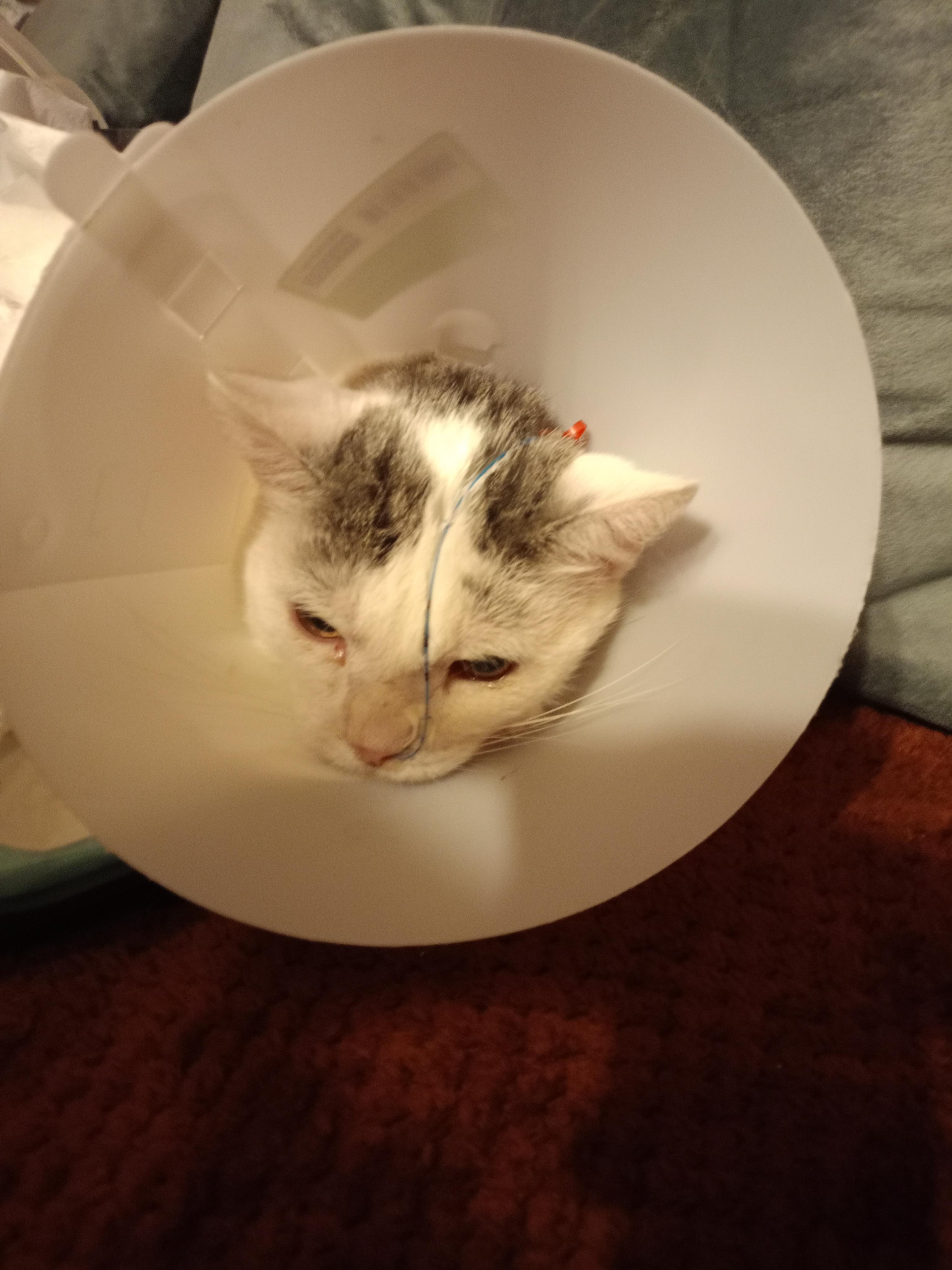 Veterina MVDr. Křížová foto 6