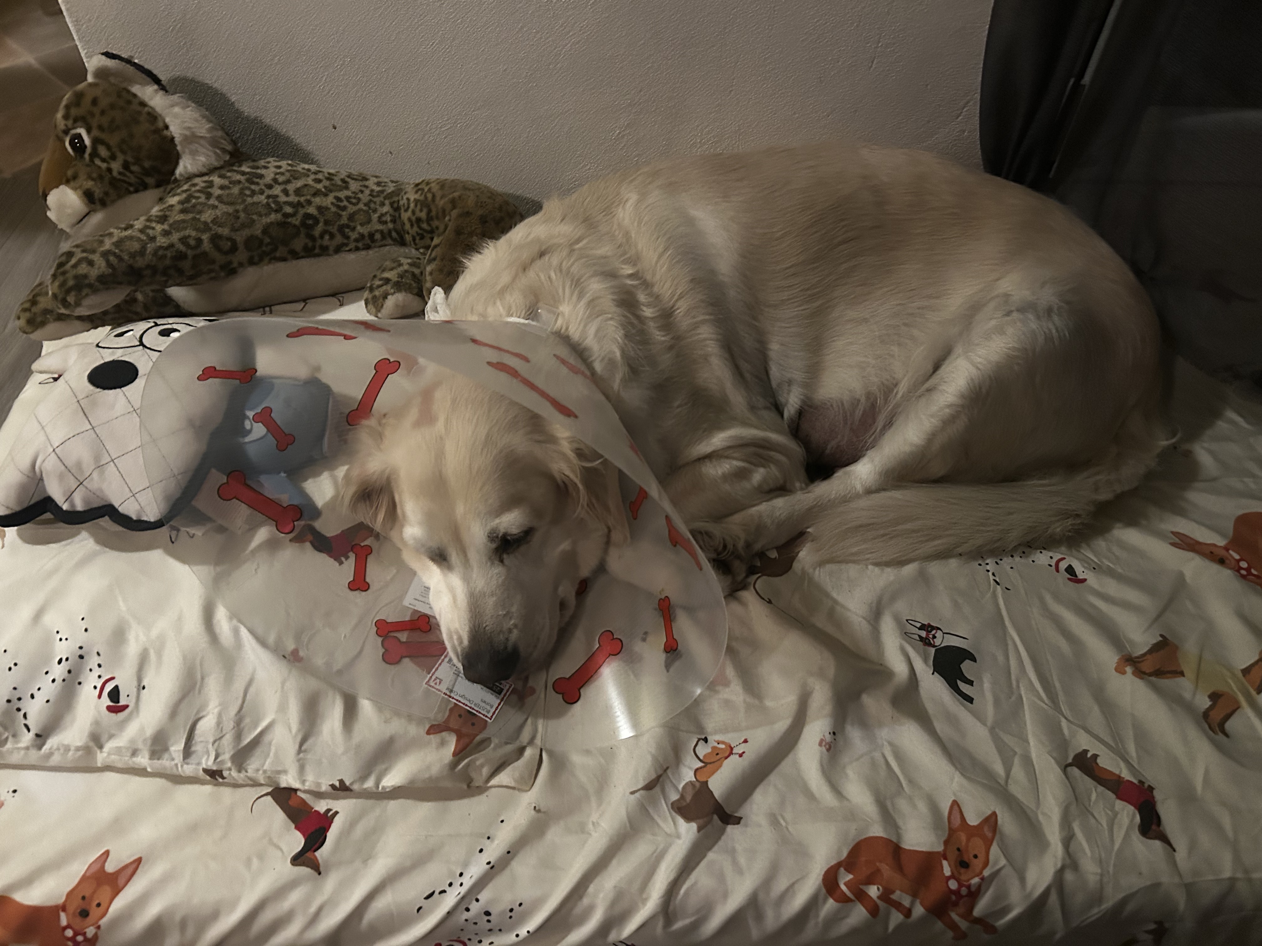 Veterinární klinika Hloubětín foto 4