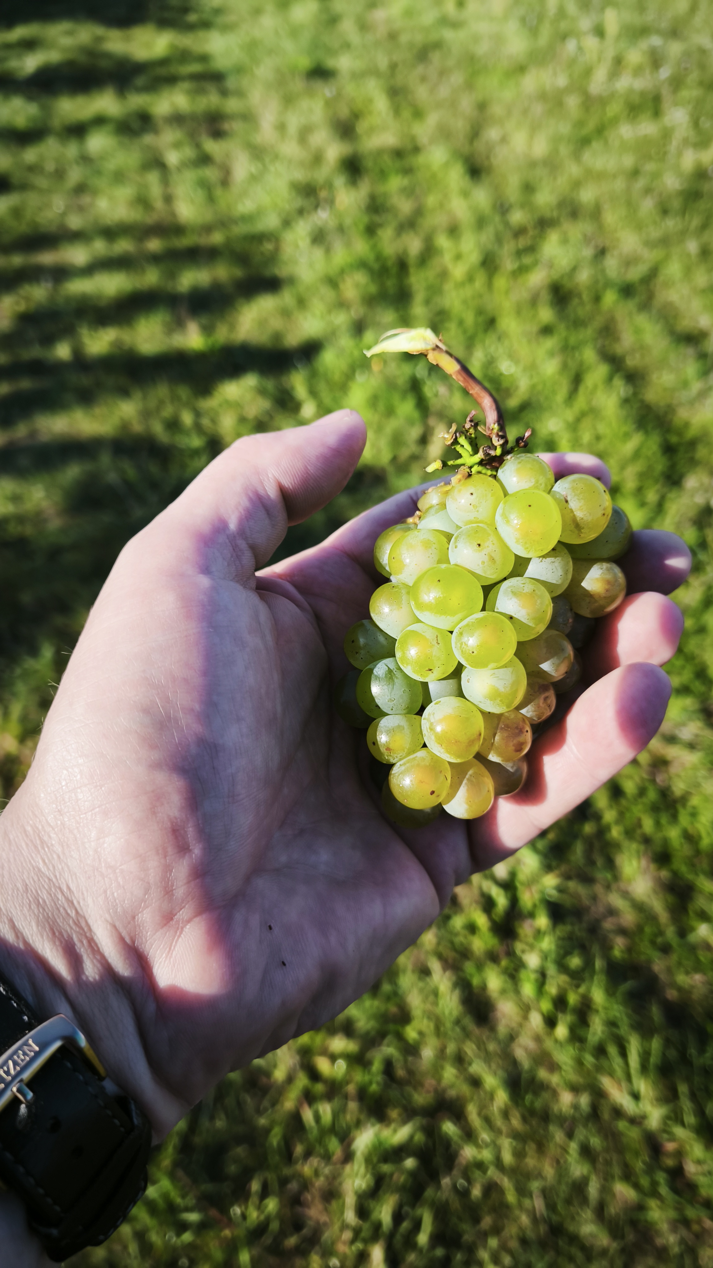 Karavan mezi vinohrady foto 3
