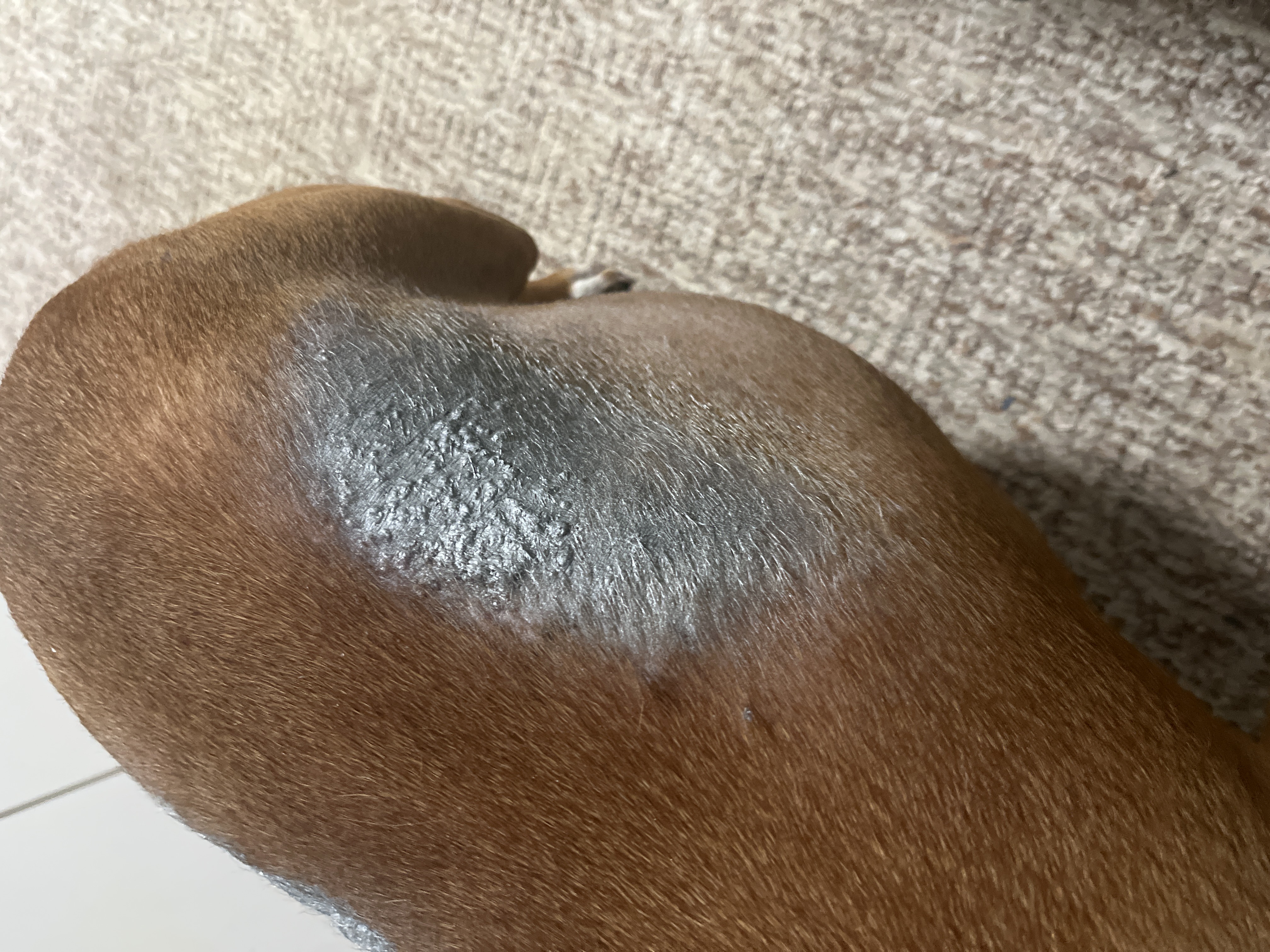 Veterina klinika Rokycany s.r.o. foto 2