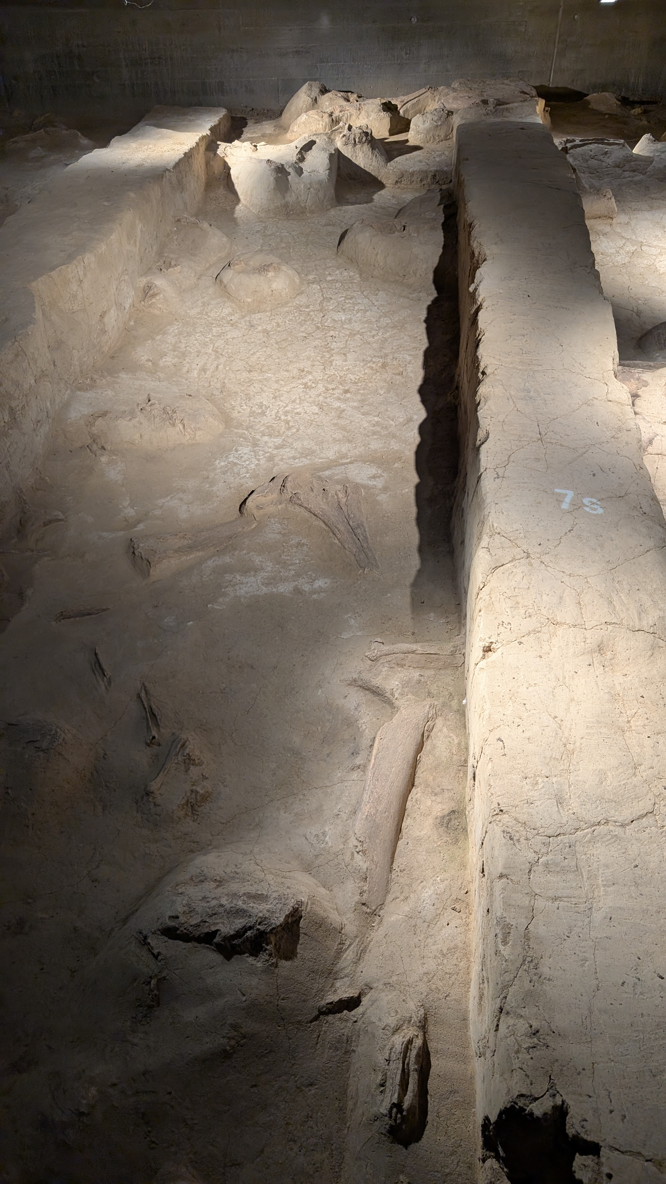 Archeopark Pavlov foto 6